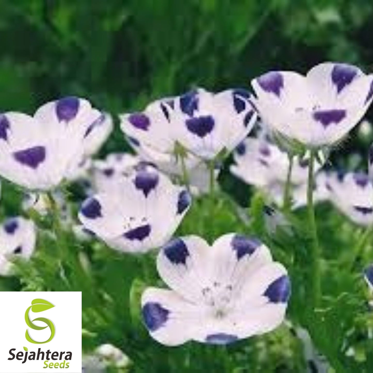 Five Spot Nemophila Seeds 100 Ct | Annual Wildflower Garden USA
