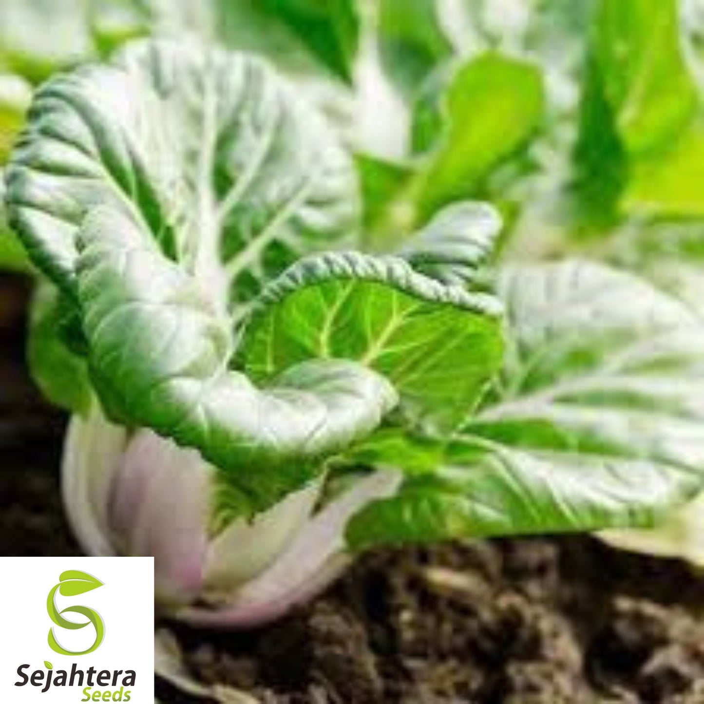 500+ Pak Choi Dwarf White Stem Cabbage Seeds - Heirloom, Organic, Non-GMO