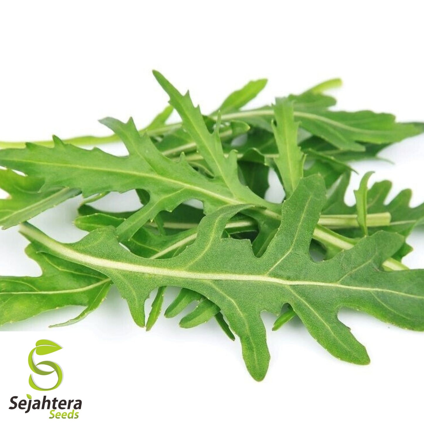500 Rocket Arugula Seeds - Non-GMO, Spicy & Nutritious Greens
