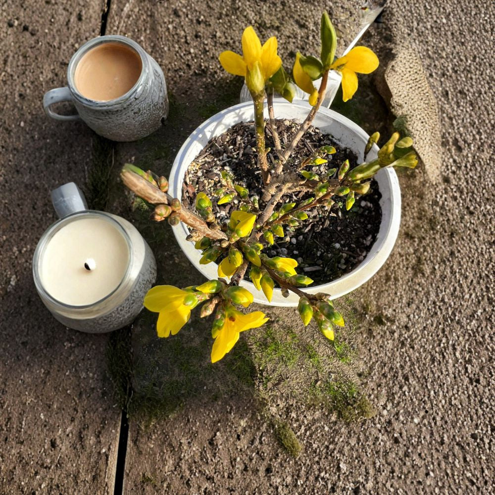 Show Off® Forsythia Live Flowering Shrub | 2 Feet Tall | Shipped in 3 Gallon Pot Brilliant Yellow Spring Blooms | Compact Upright Habit | Full Sun Favorite
