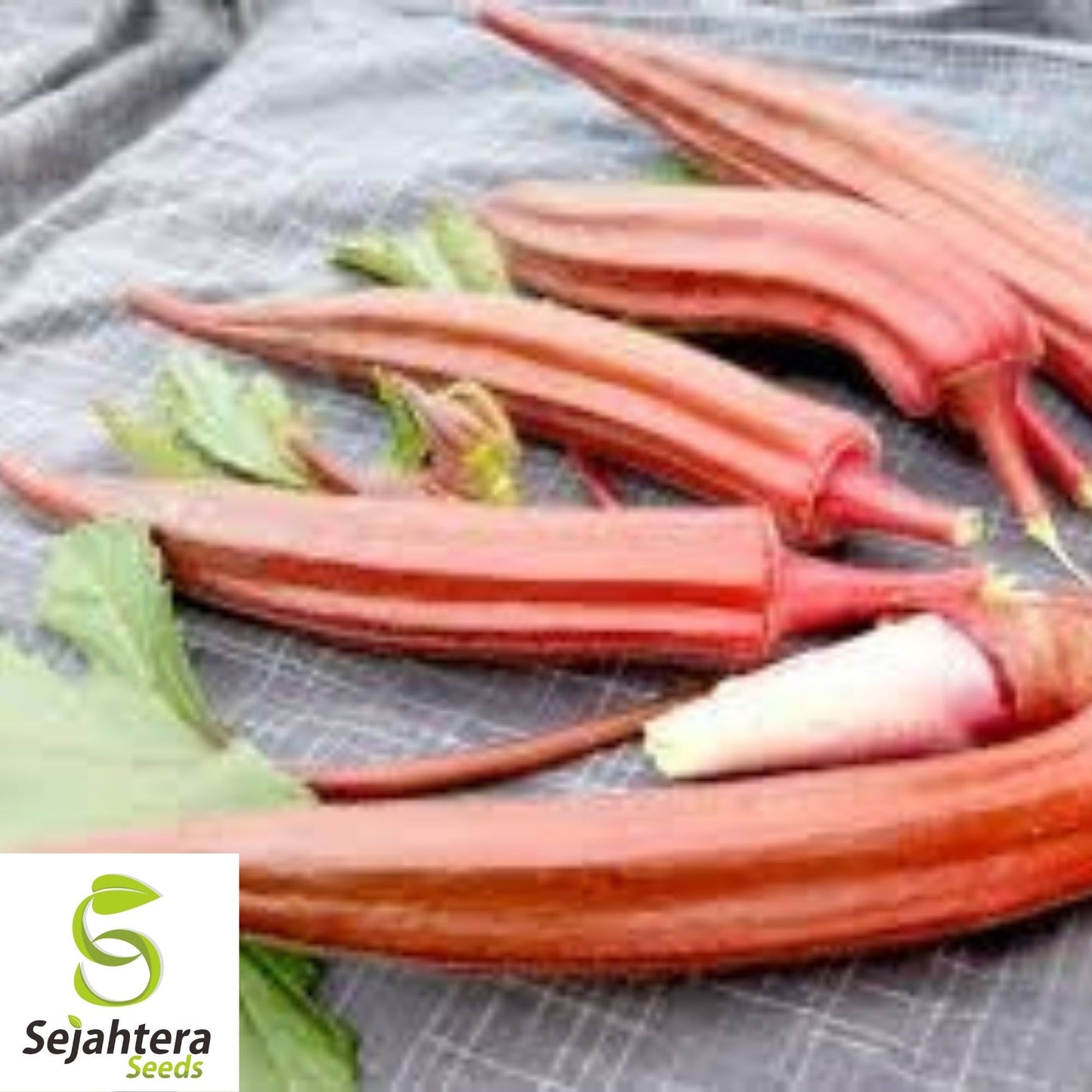 Okra Seeds Jing Orange 30 Ct | Asian Vegetable Heirloom NON-GMO USA