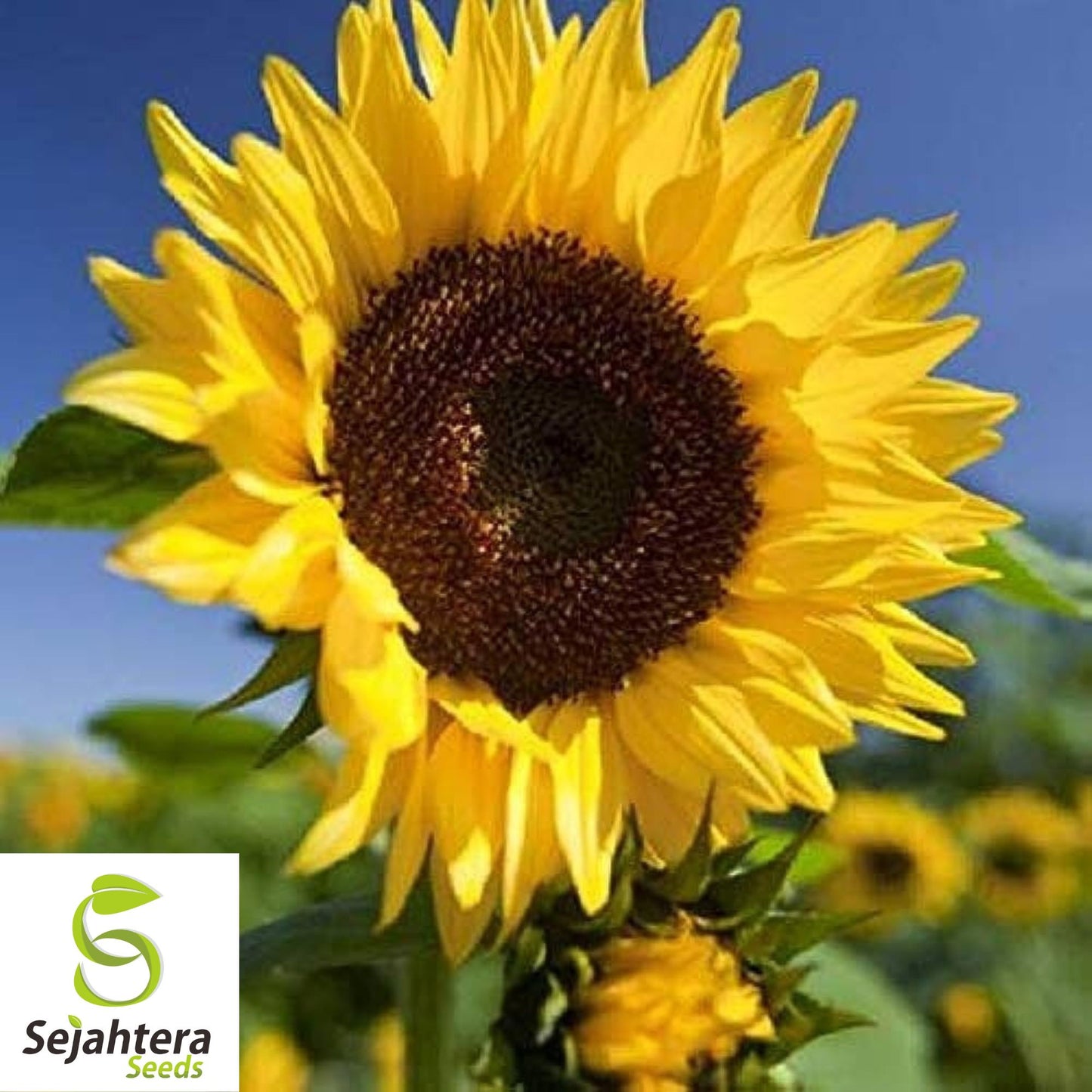 Black Oil Sunflower Seeds - 100+ Heirloom, Non-GMO, High Yield & Fresh