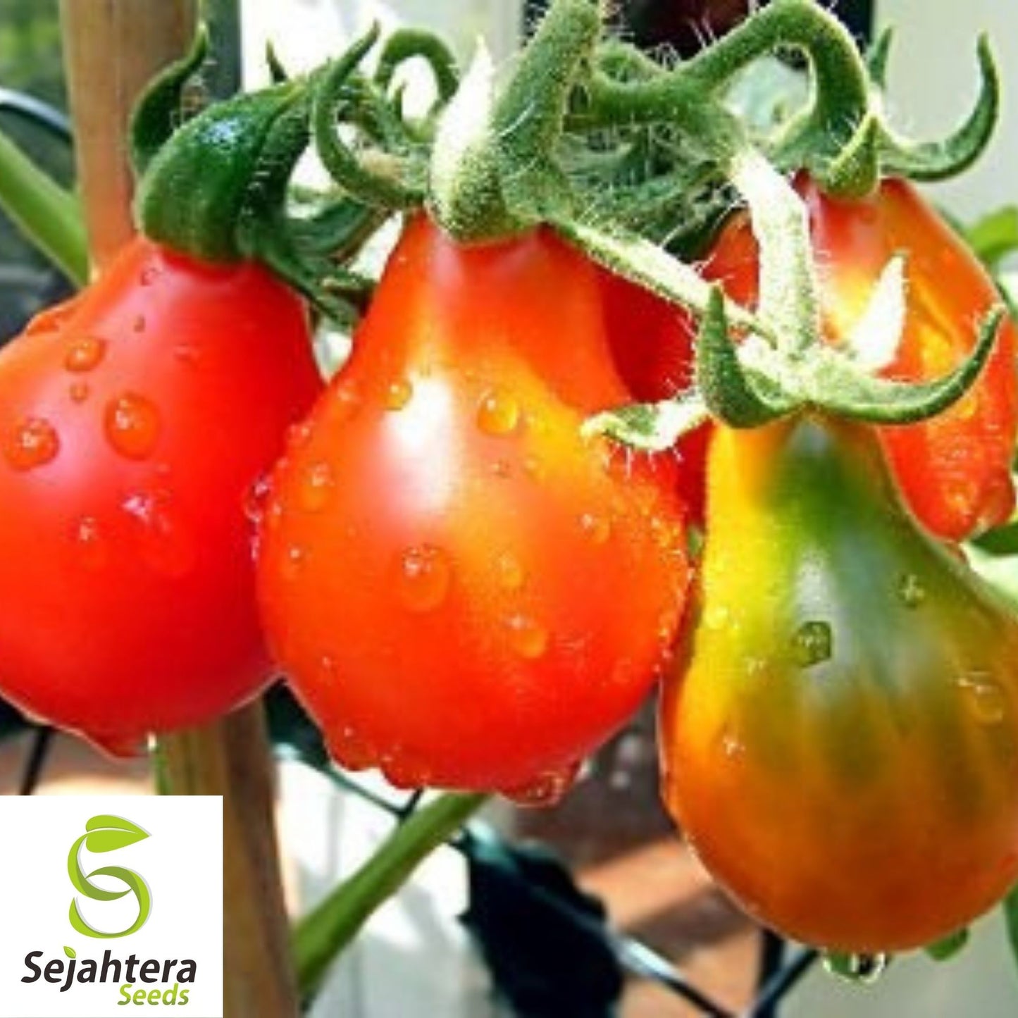 Red Pear Tomato Seeds 100 Ct | Heirloom NON-GMO Vegetable Garden Seeds USA