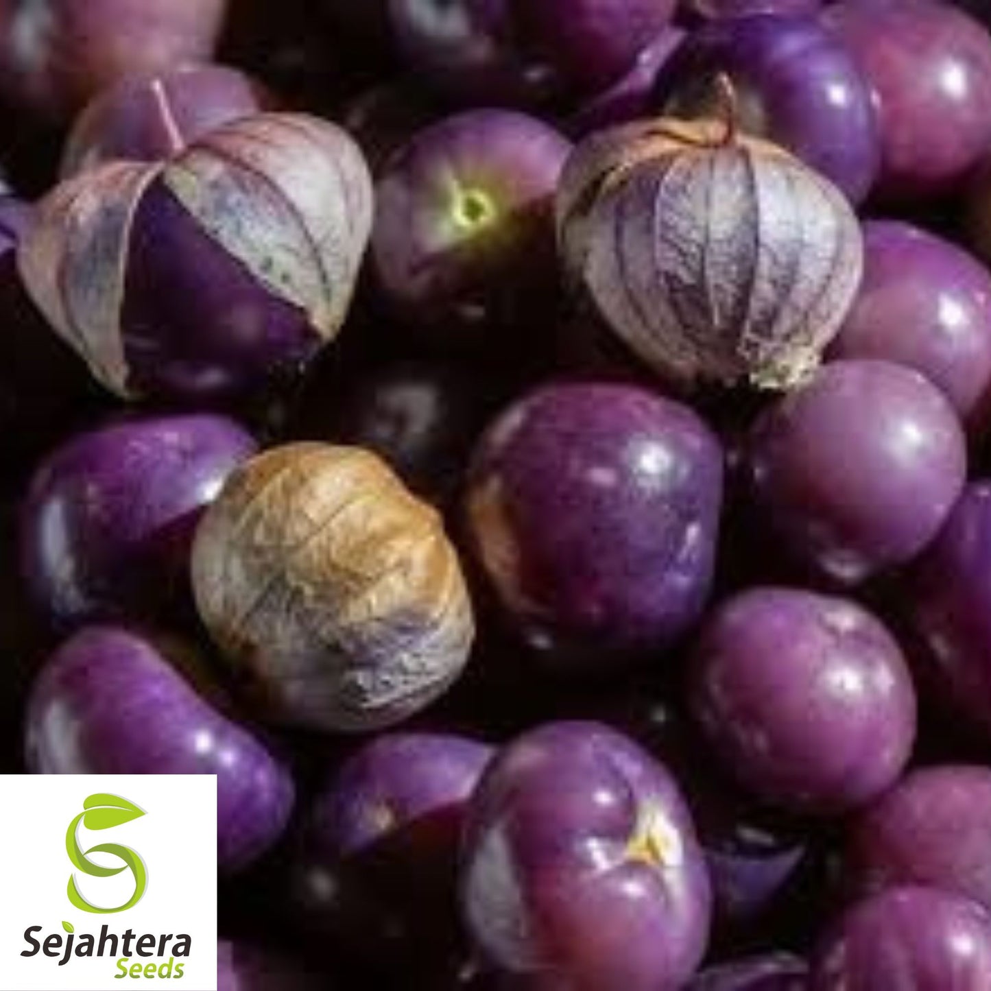 50 Purple Tomatillo Seeds - Heirloom, Non-GMO & Perfect for Salsa