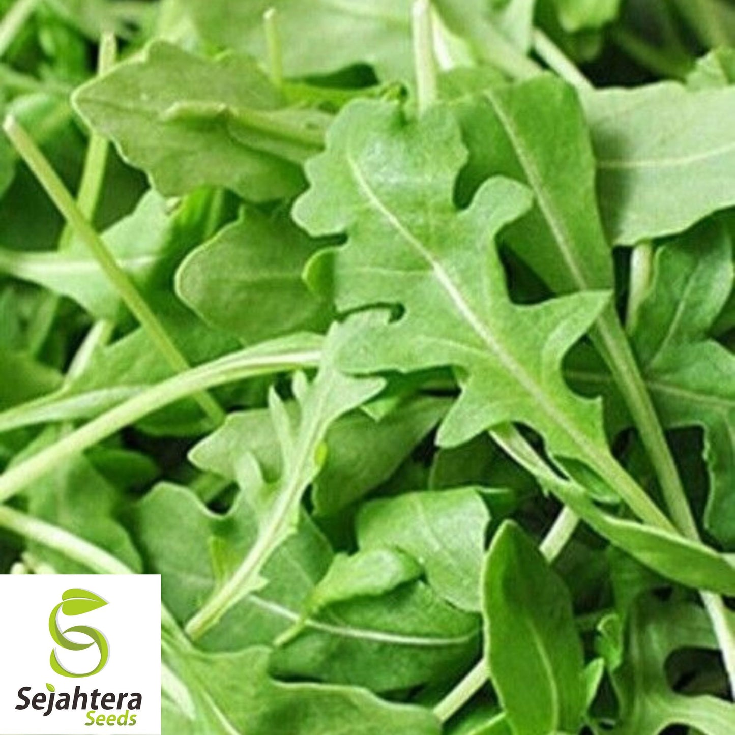 500 Rocket Arugula Seeds - Non-GMO, Spicy & Nutritious Greens