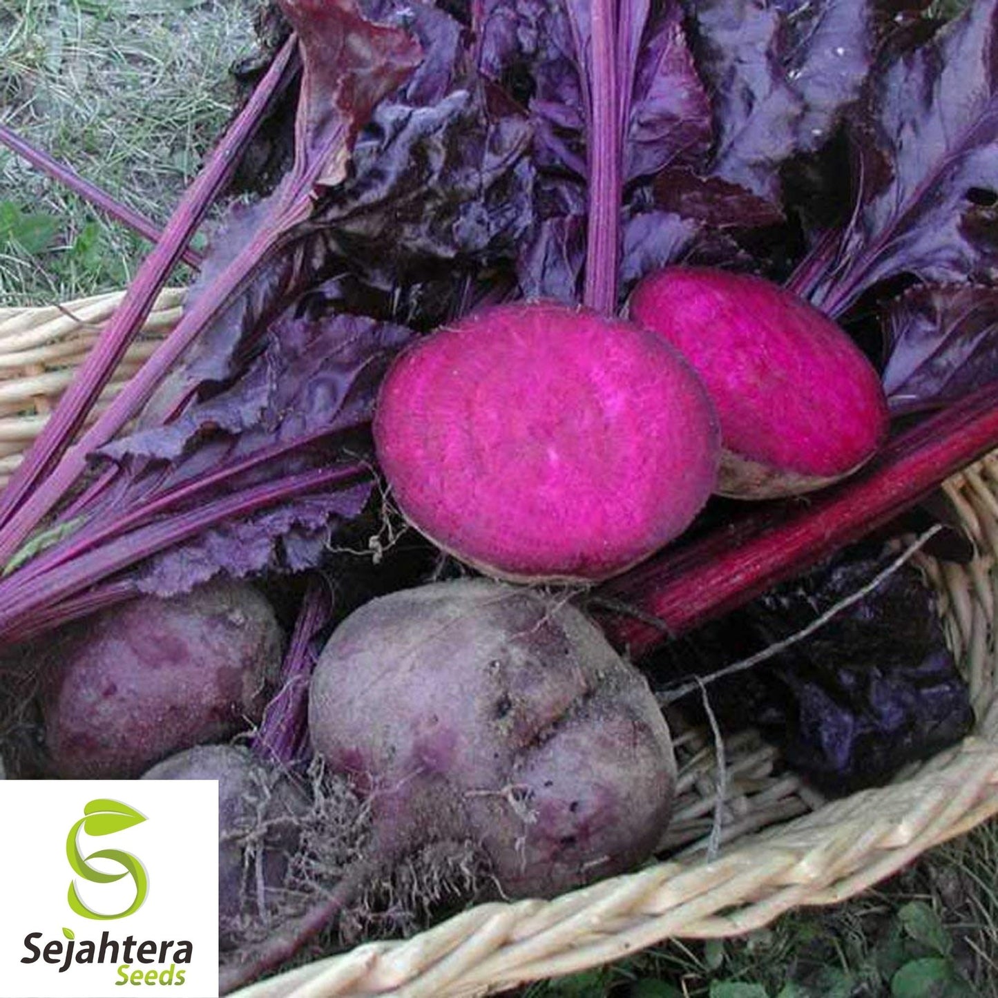 Bull's Blood Beet Seeds 100 Ct | NON-GMO Heirloom Vegetable Garden USA