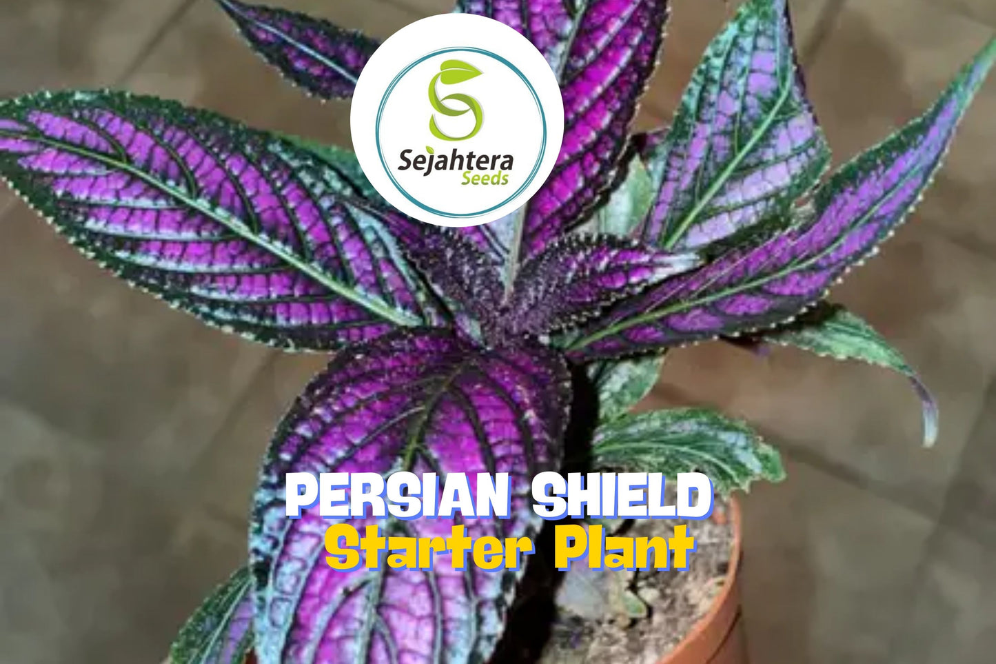 Persian Shield ‘Halloween Queen’ – Strobilanthes dyerianus Starter Plants