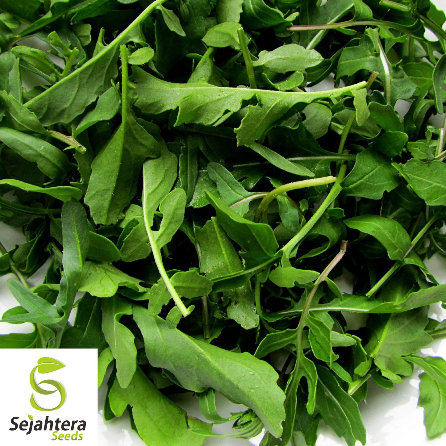 500 Rocket Arugula Seeds - Non-GMO, Spicy & Nutritious Greens
