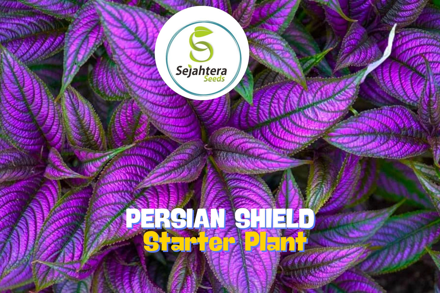 Persian Shield ‘Halloween Queen’ – Strobilanthes dyerianus Starter Plants