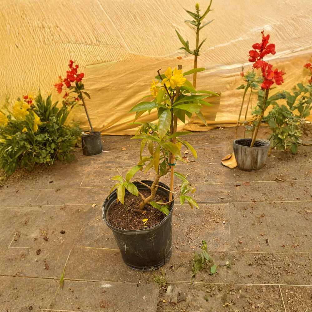 Mai Vàng Việt Nam Bonsai #7 Live Flowering Bonsai | 1–2 Feet Tall | Shipped in 3 Gallon Pot Golden Yellow Blooms | Traditional Tết Plant | Symbol of Prosperity