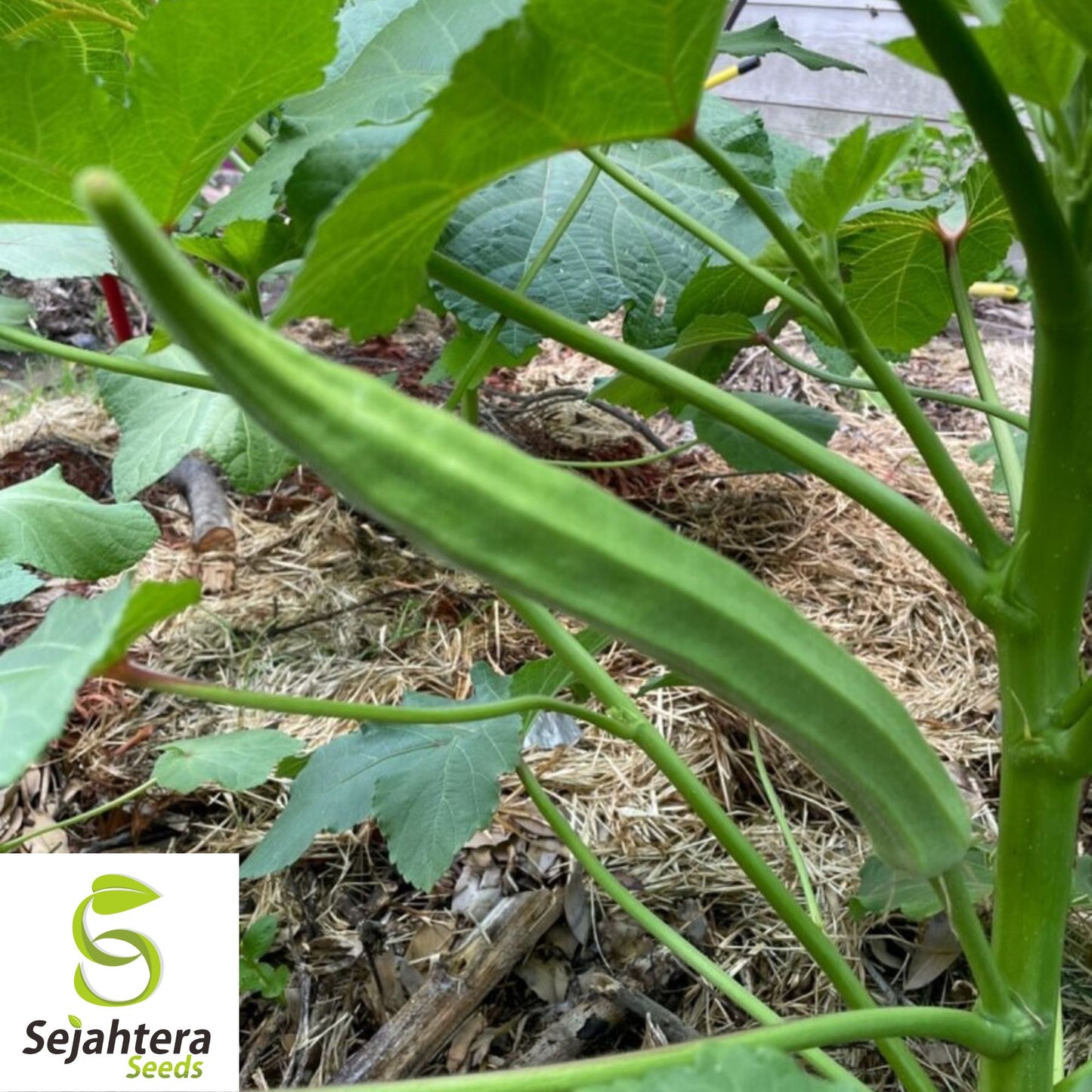 Louisiana Longhorn Okra Seeds - 100+ Heirloom, Non-GMO, High-Yield & Fresh