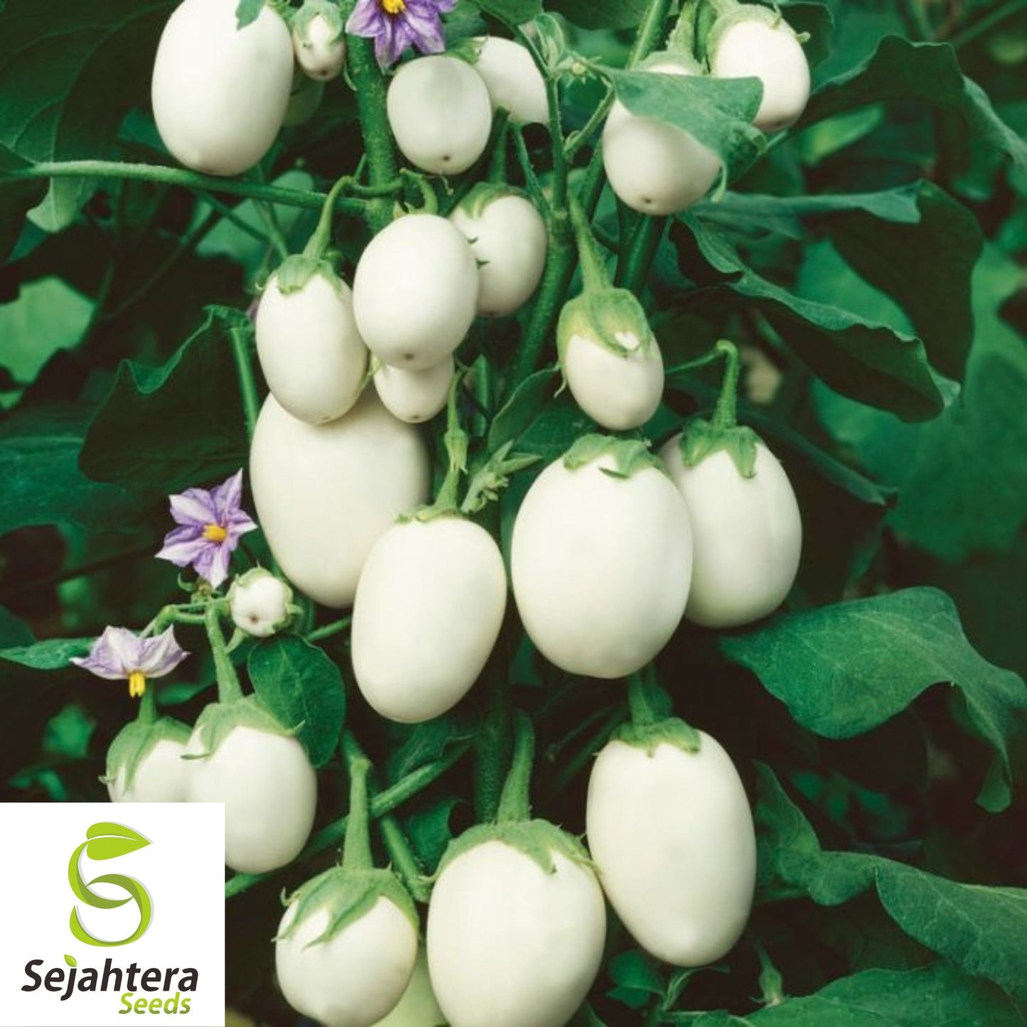 50+ White Egg Eggplant Seeds - Non-GMO, Unique Solanum Melongena Vegetable