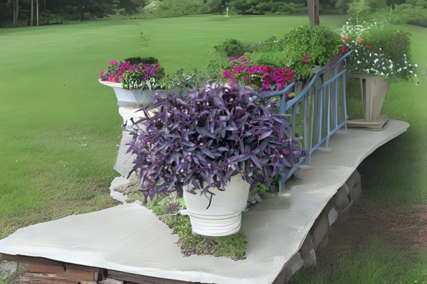 Purple Queen Plant - 4" Pot Tradescantia pallida, Purple Heart, Live Spiderwort for Indoor Decor