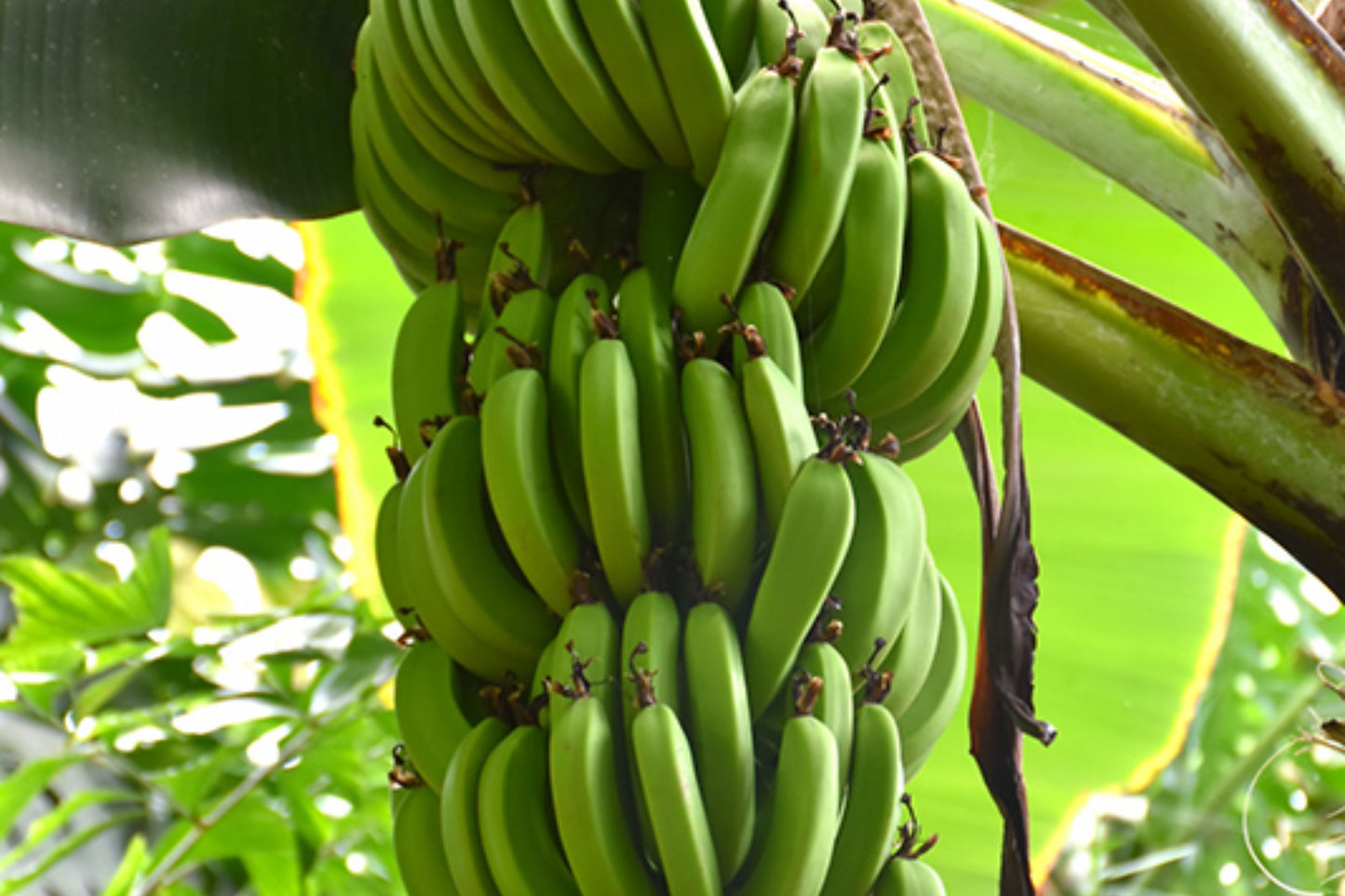 Dwarf Cavendish Banana Tree – Musa Cavendish | Cold Hardy Tropical Fruit Tree