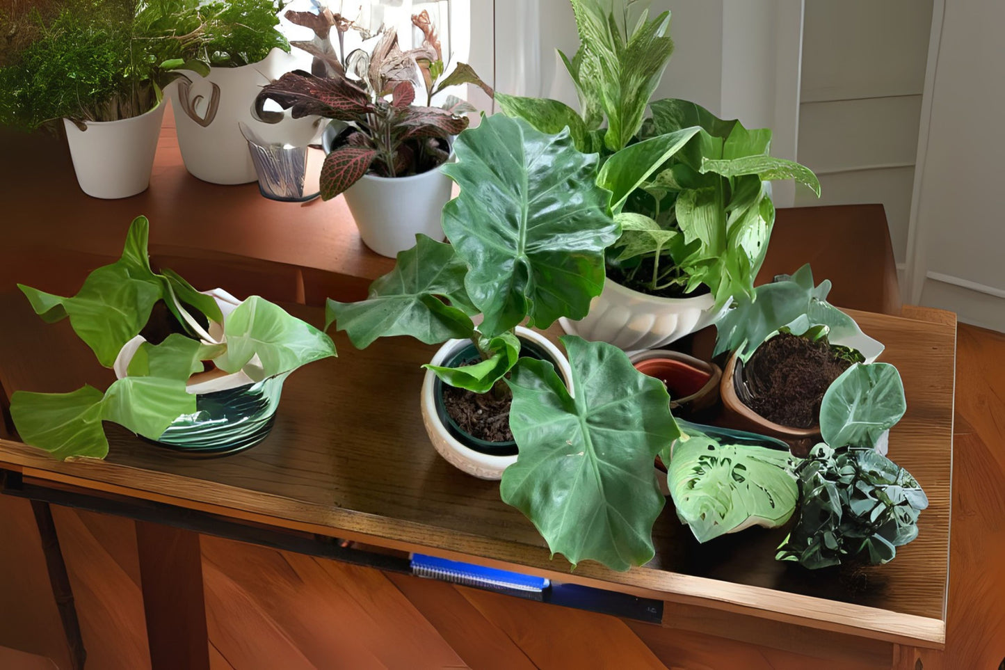 Alocasia Low Rider Plant in 6" Pot - Alocasia sanderiana - Healthy, Disease-Free Houseplant for Home Decor