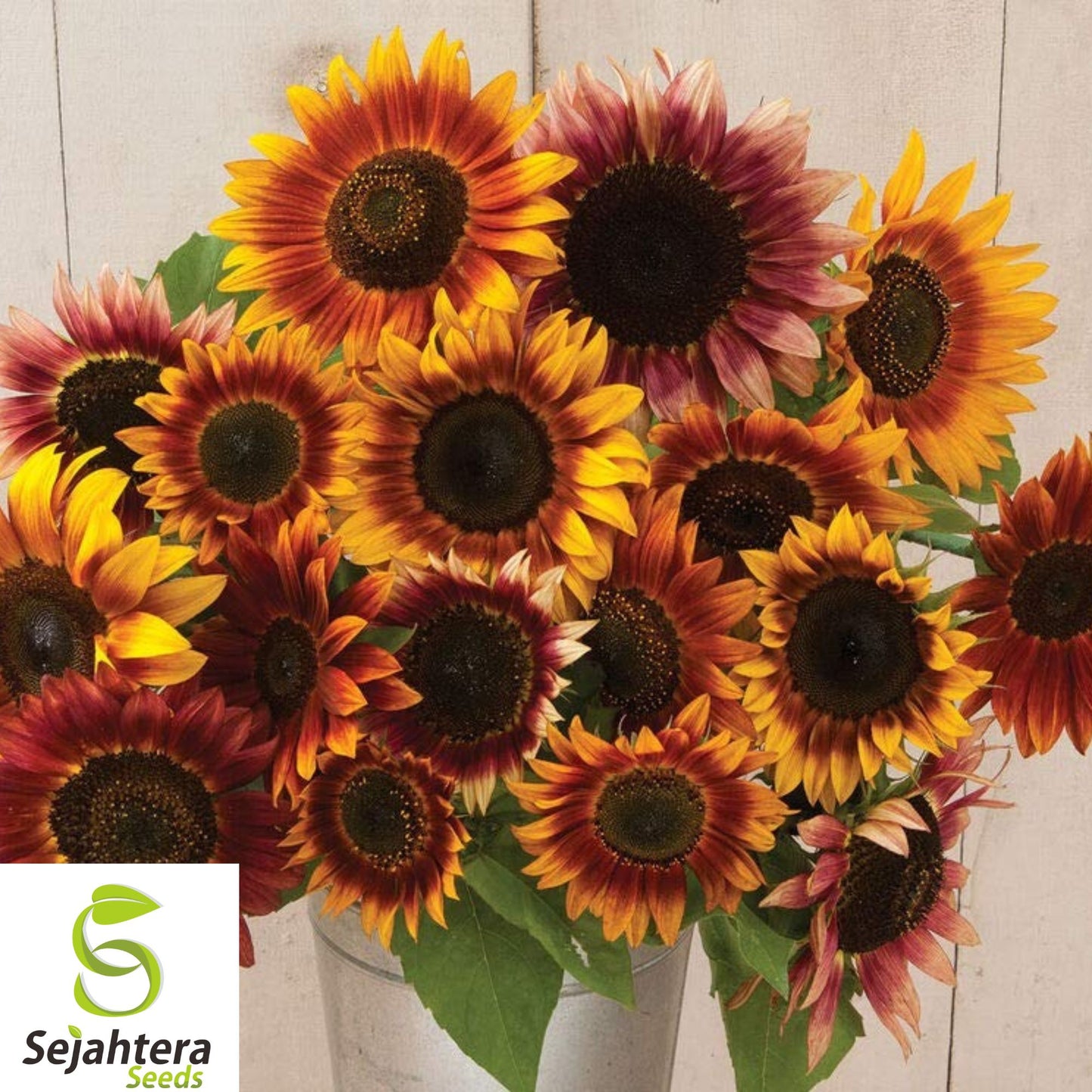 50+ Autumn Beauty Sunflower Seeds - Non-GMO, Organic, Vibrant & Bee-Friendly