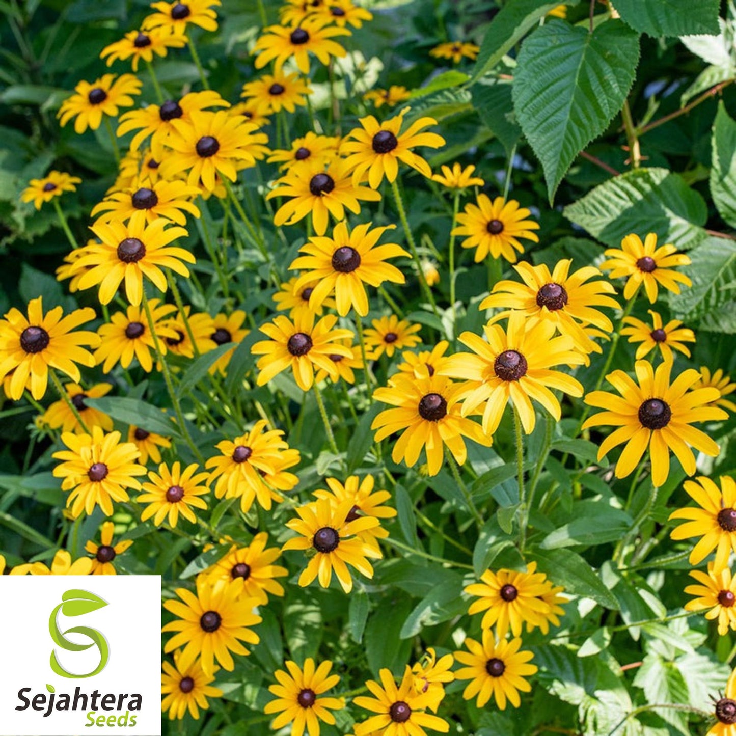 2,500+ Black Eyed Susan Seeds - Rudbeckia Hirta, Yellow Blooms, Pollinator-Friendly