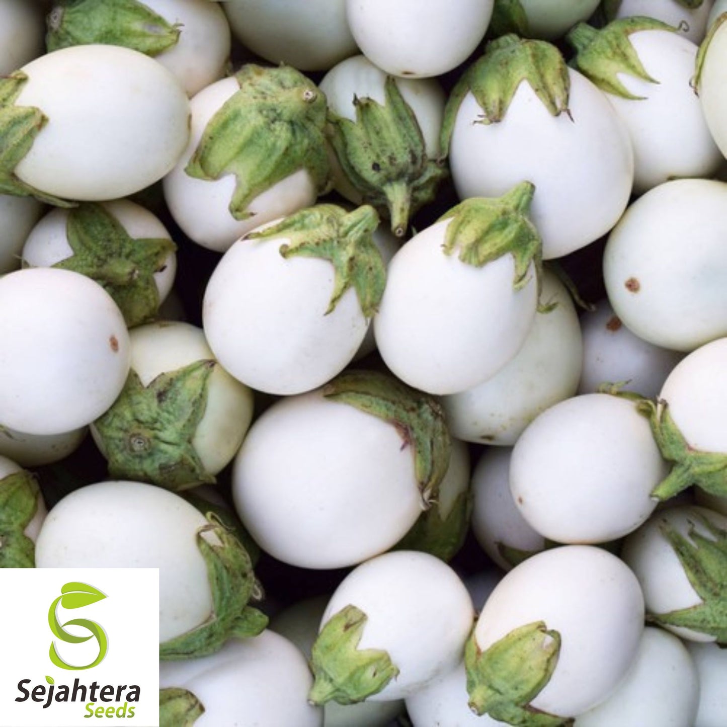 50+ White Egg Eggplant Seeds - Non-GMO, Unique Solanum Melongena Vegetable