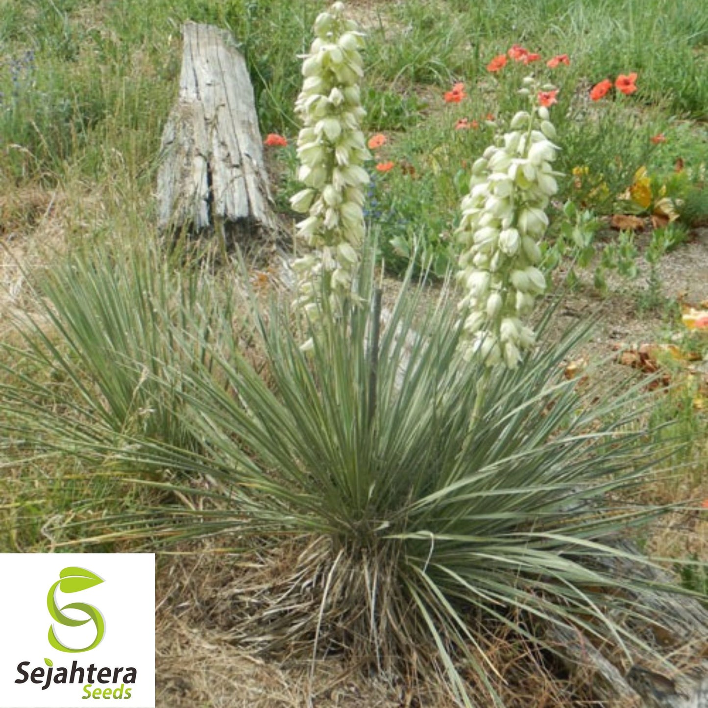 20 Yucca Glauca Soapweed Flower Seeds | Perennial Soap Making Aloe