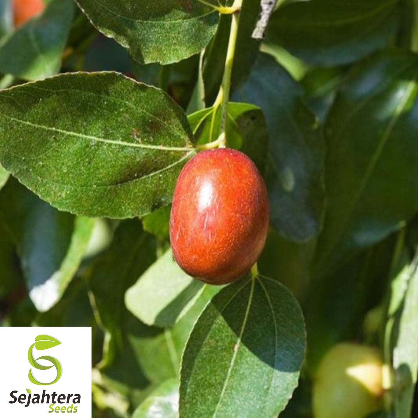 Jujube Fruit Tree Seeds {Ziziphus jujube} Superfruit 10 Seeds | Fast Growing