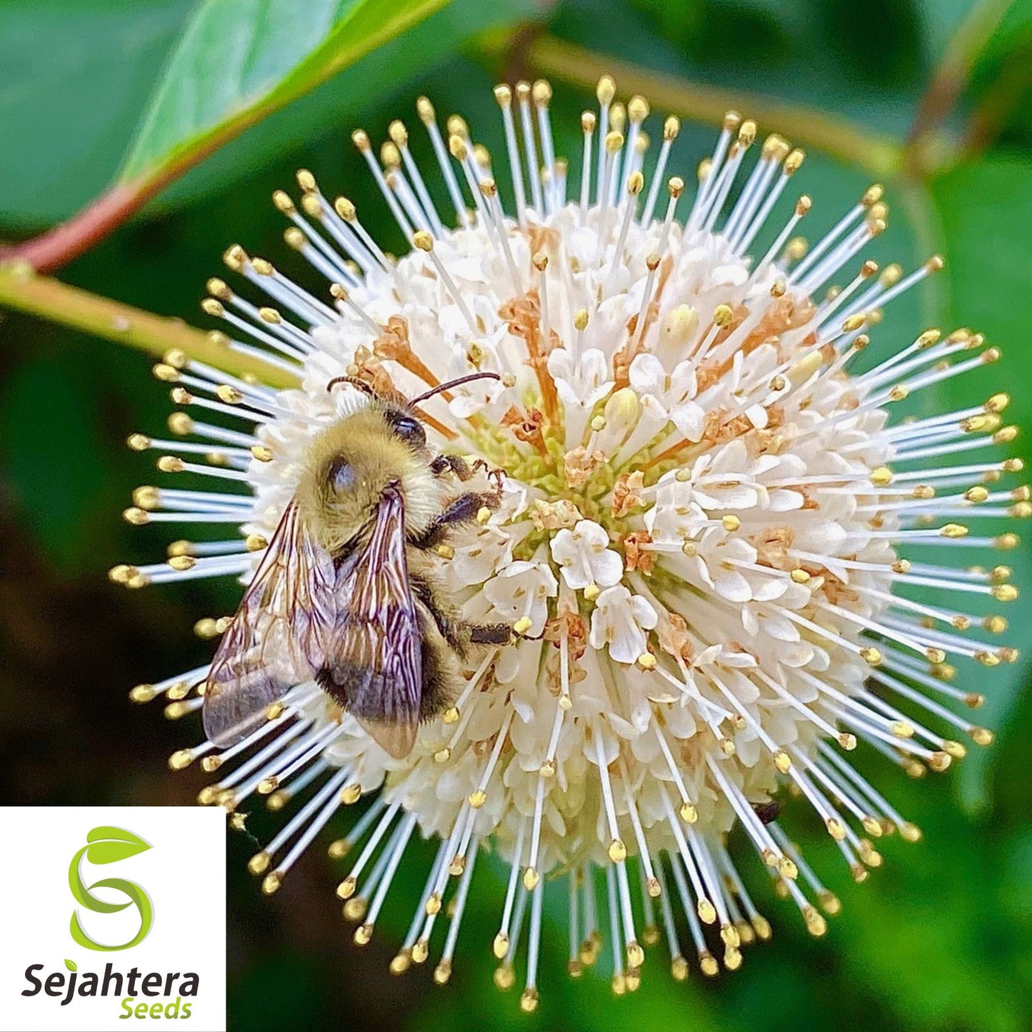Buttonbush Ornamental Shrub Seeds {Cephalanthus occidentalis} 15+ Seeds
