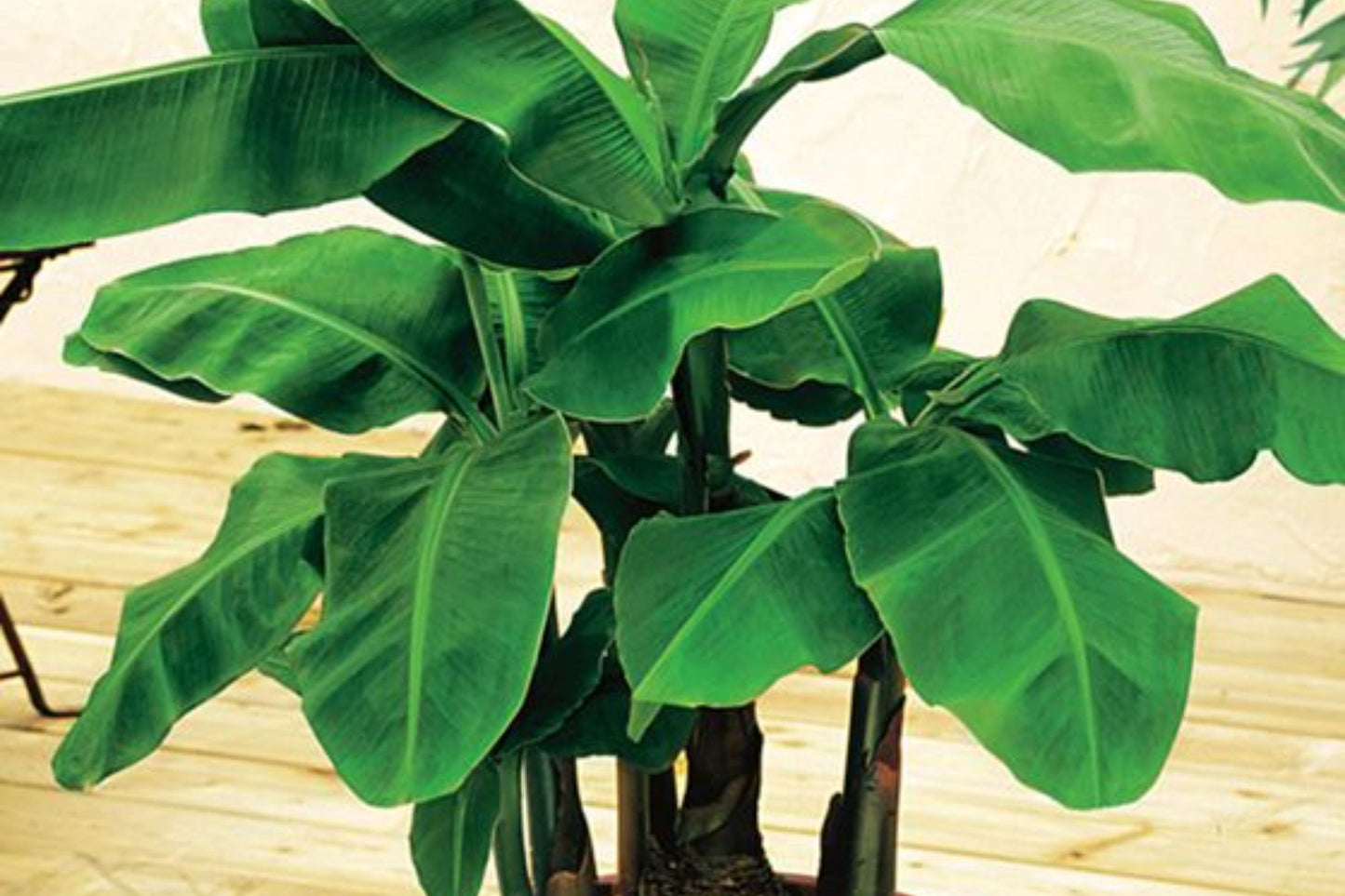 Dwarf Cavendish Banana Tree – Musa Cavendish | Cold Hardy Tropical Fruit Tree