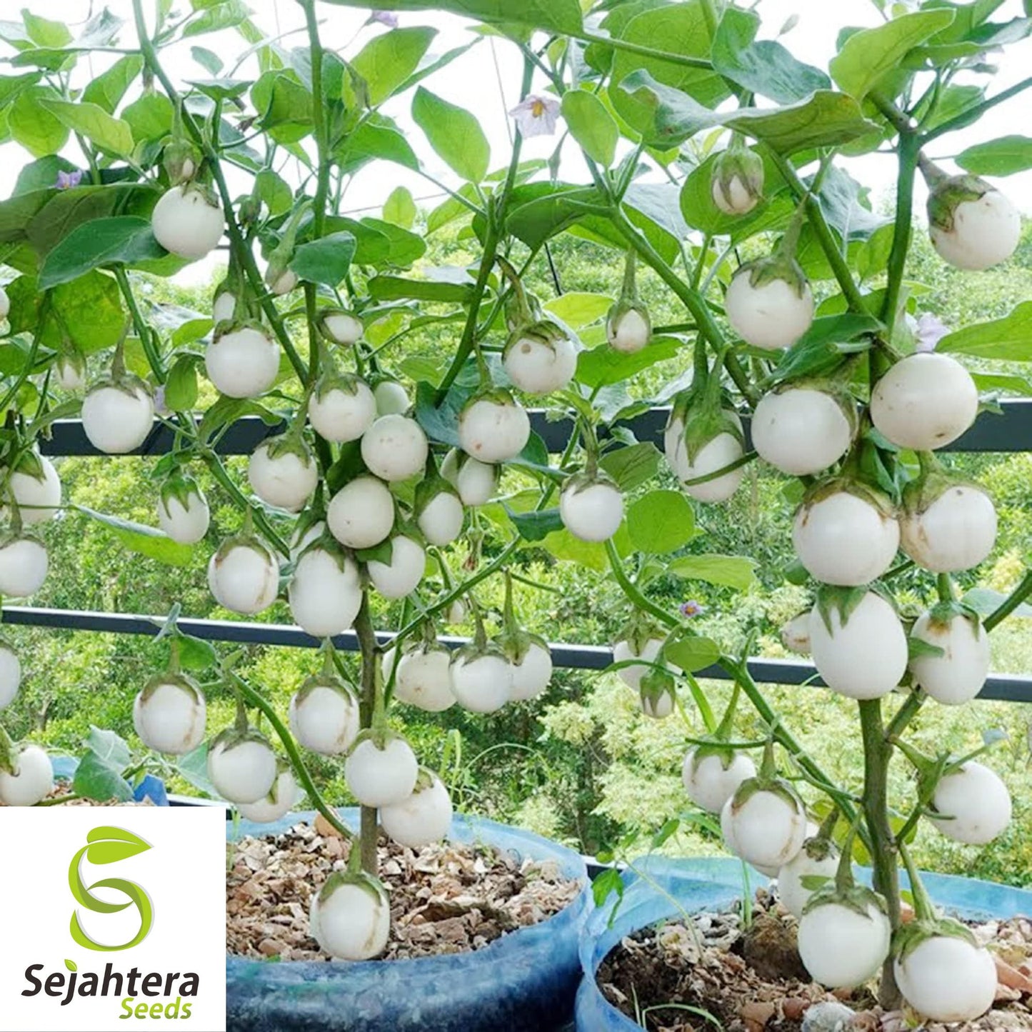 50+ White Egg Eggplant Seeds - Non-GMO, Unique Solanum Melongena Vegetable