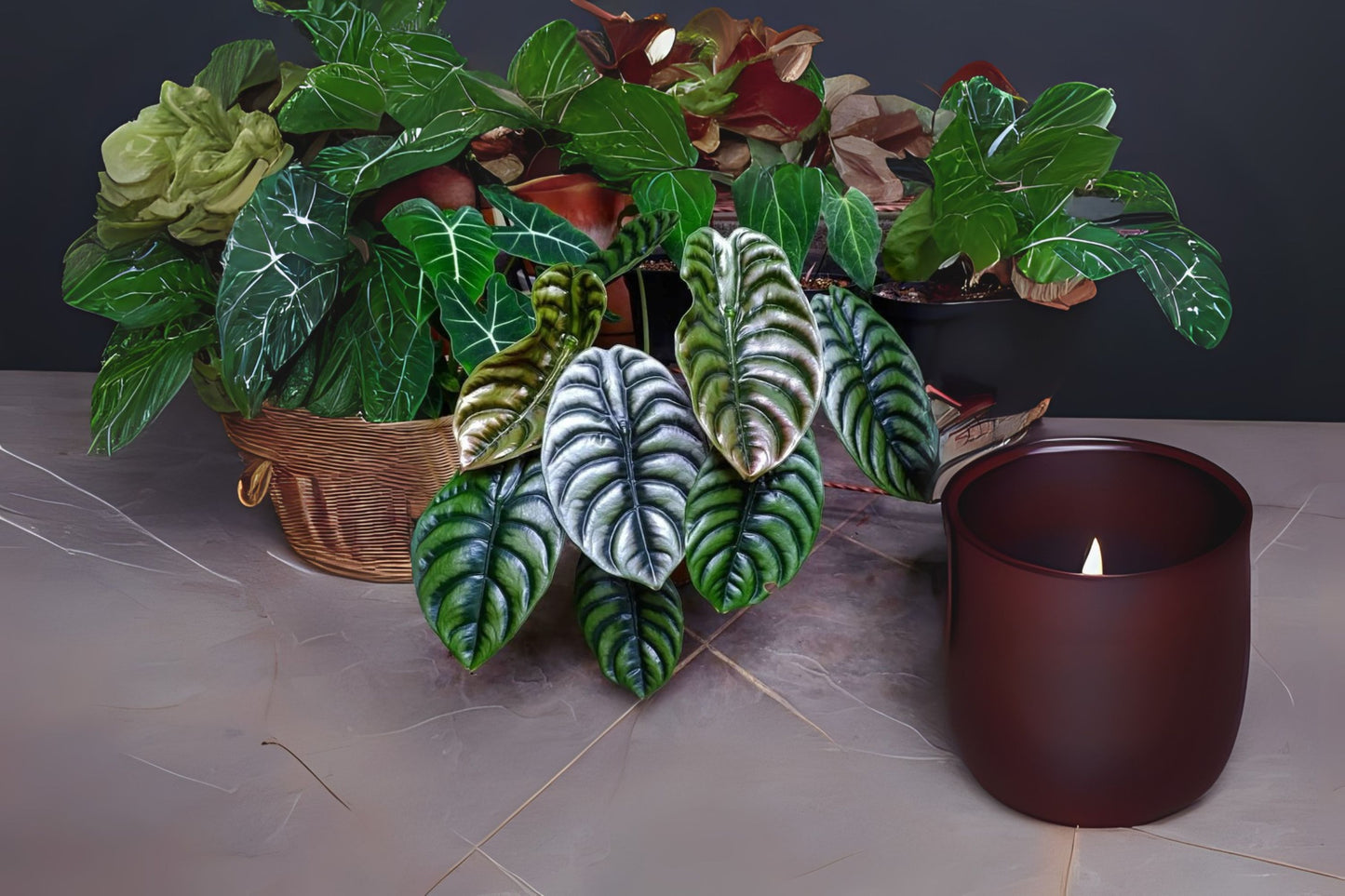 Alocasia Cuprea Plant in 6" Pot - Unique Shiny Leaves - Perfect for Indoor Decor - Alocasia Cuprea