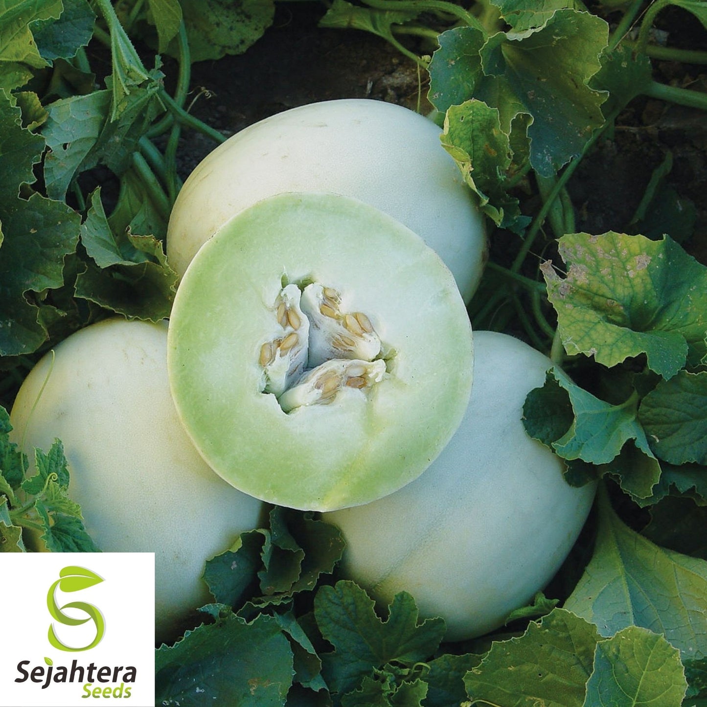 Honey Dew Green Flesh Cantaloupe Seeds 50+ | Sweet Melon NON-GMO USA