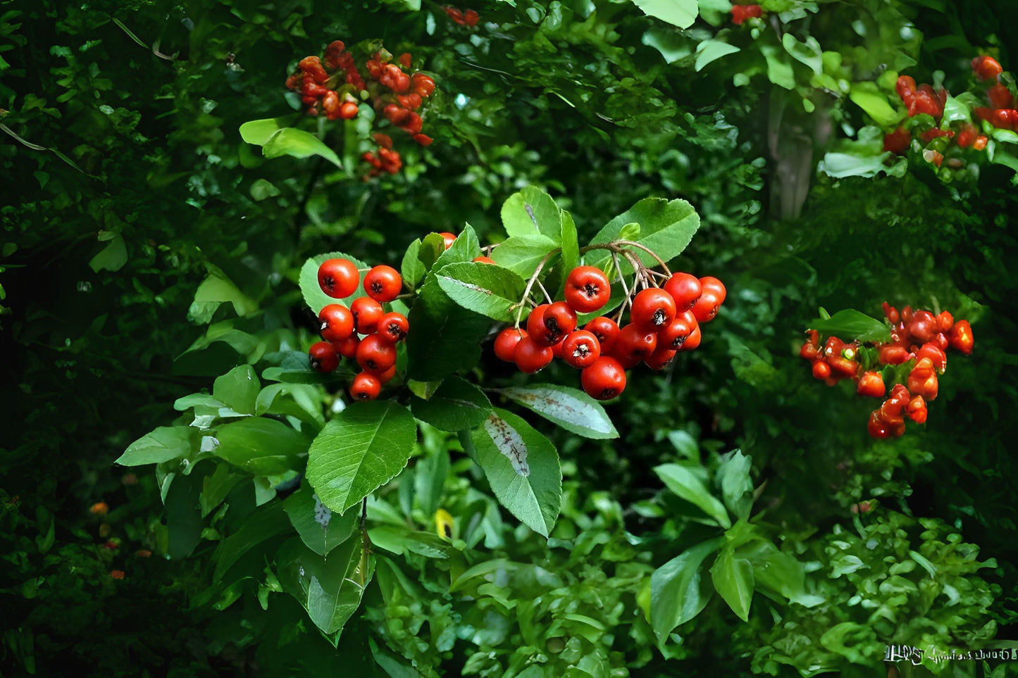 Firethorn Scarlet Firethorn (Pyracantha coccinea clean seed)