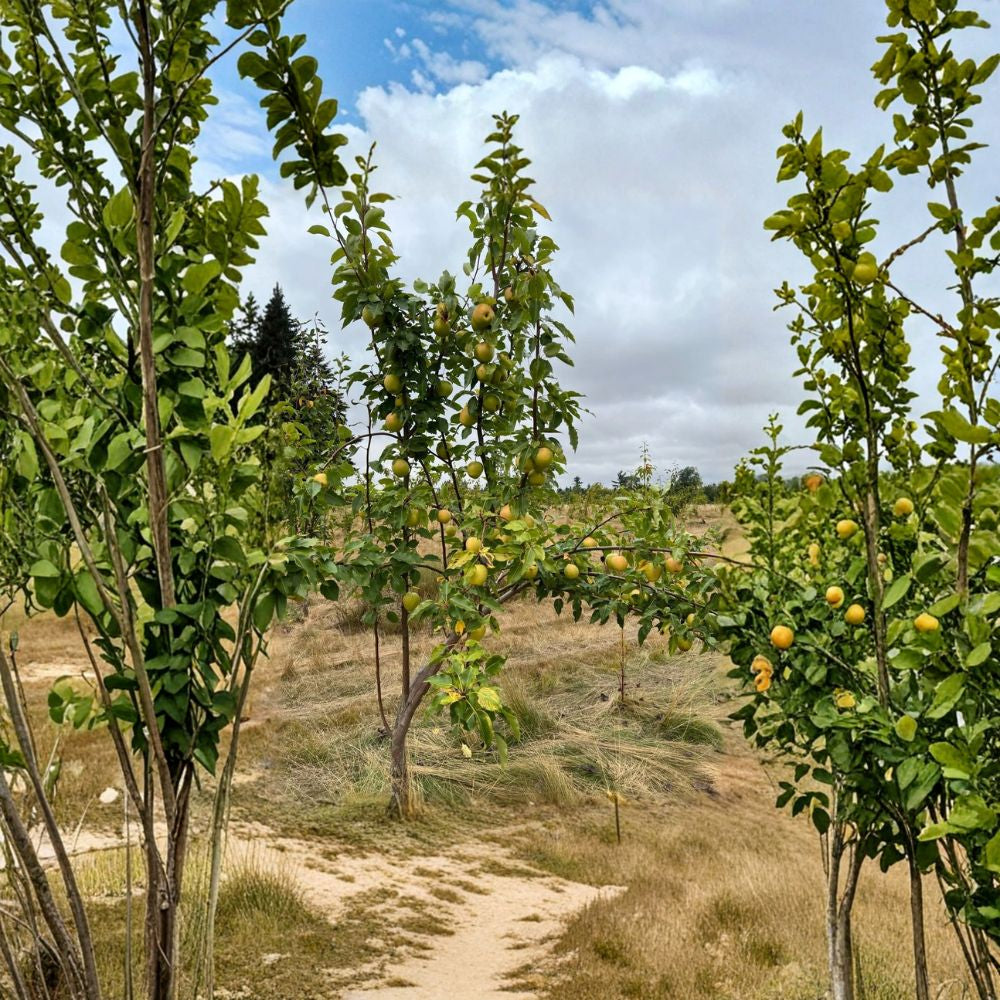 Emerald Crisp Asian Pear – Pyrus pyrifolia Bare-Root Tree | 32–36" Tall | Early Ripening Variety Sweet & Crisp | Juicy Green Fruit | Home Orchard Favorite