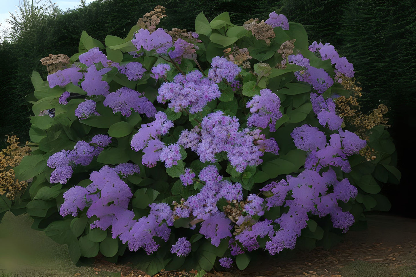 Flossflower Garden Ageratum (Ageratum houstonianum 'Blue Mink')