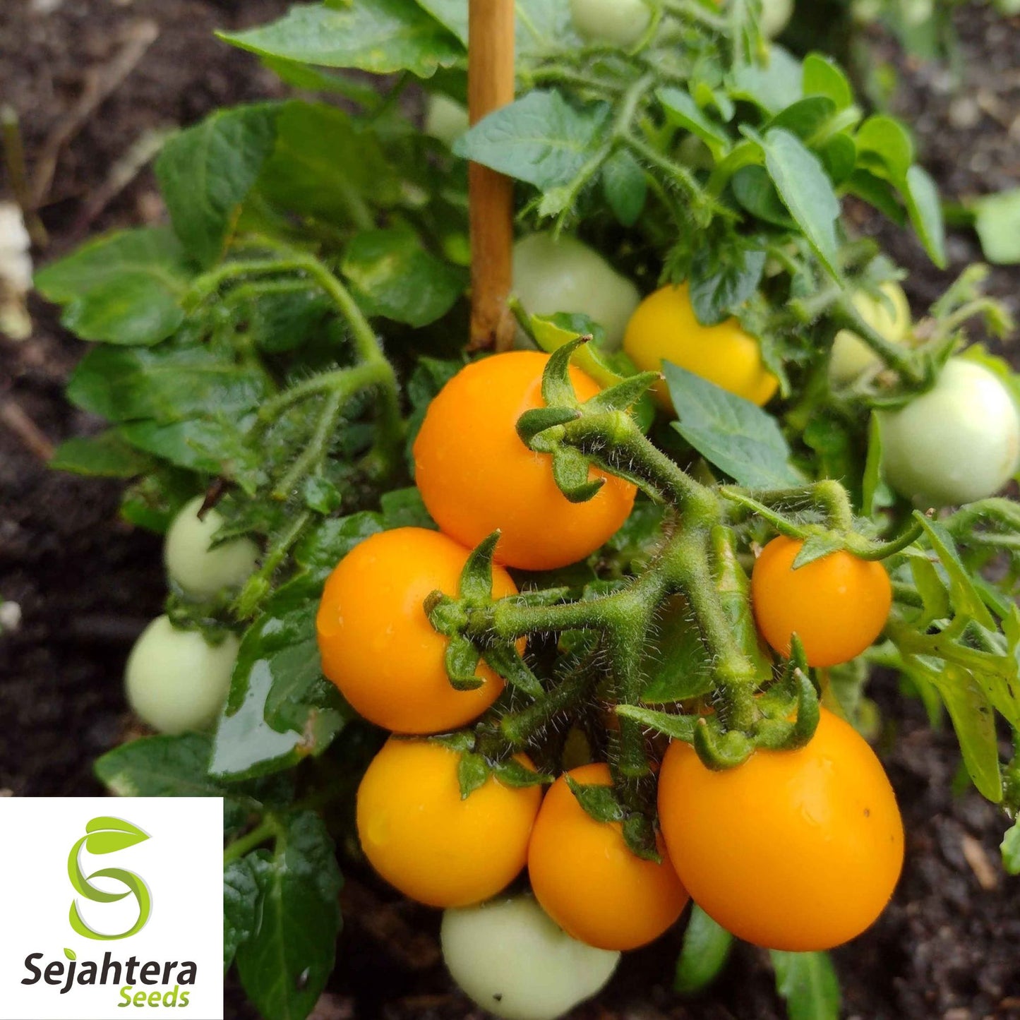 15 Pot-O-Gold Micro Dwarf Tomato Seeds - Non-GMO, Sweet & Compact Variety