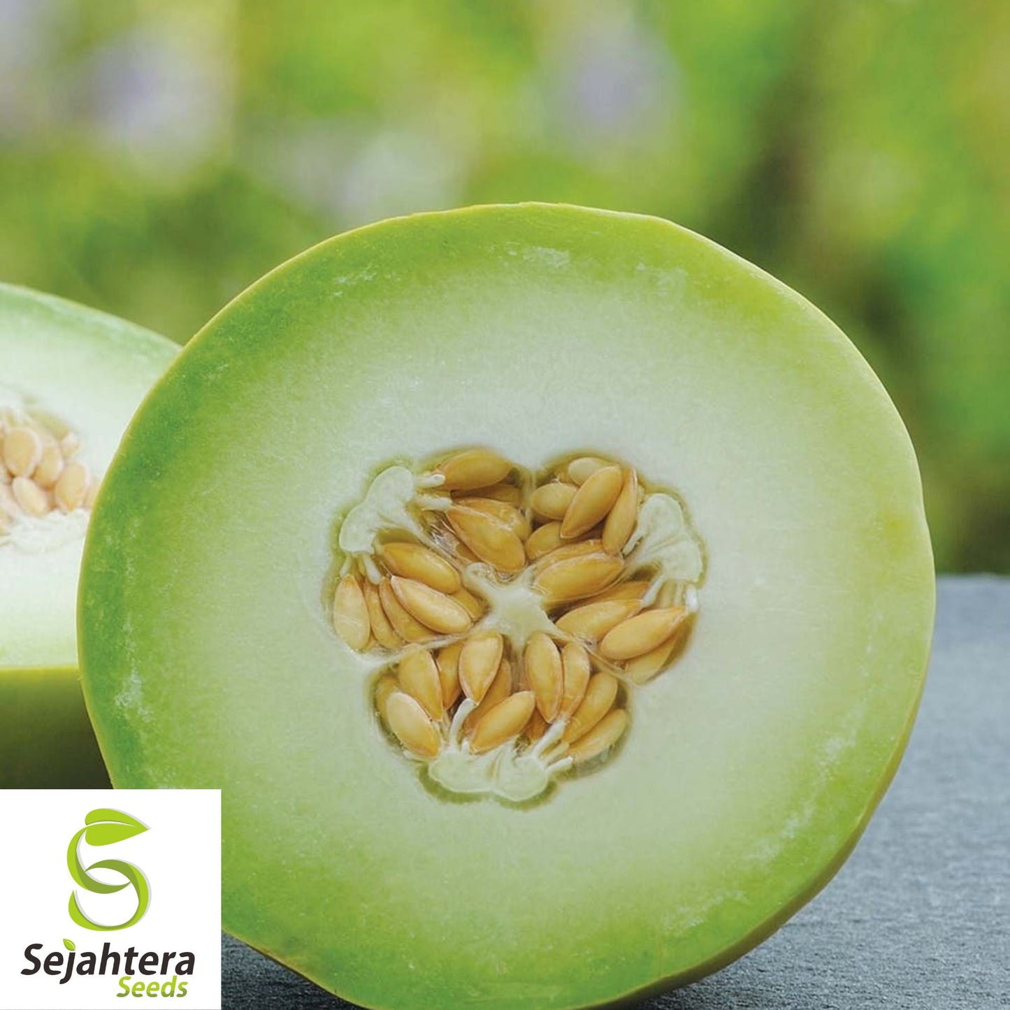 50+ Honey Dew Cantaloupe Seeds - Green Flesh Melon, Sweet Fruit, Non-GMO