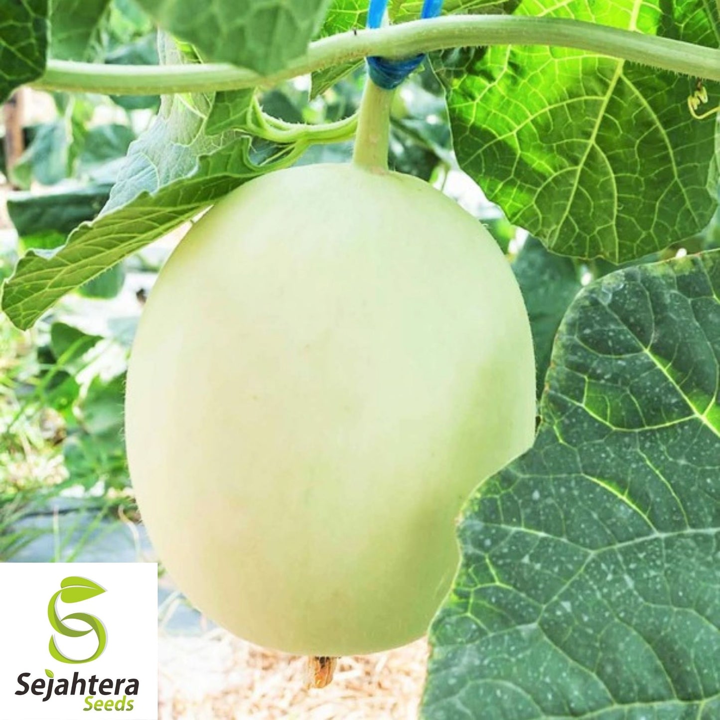 Honey Dew Green Flesh Cantaloupe Seeds 50+ | Sweet Melon NON-GMO USA
