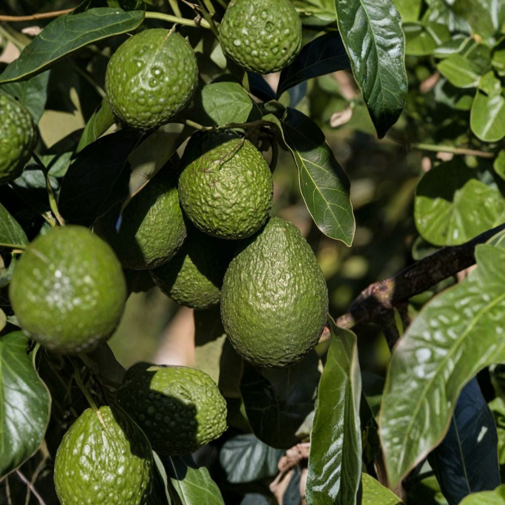 Avocado Tree Seedling – Persea americana Live Plant in Pot | Approximately 10 Inches Tall Compact Starter Tree | Easy to Grow | Ready to Plant