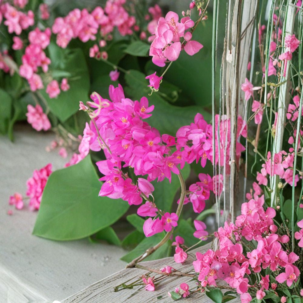 Coral Vine – Antigonon leptopus Live Plant | 2–3 Feet Tall | Includes 6 Inch Nursery Pot Fast Growing Climber | Bright Pink Flowers | Perfect for Arbors & Fences