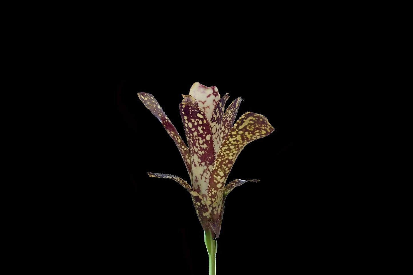 Billbergia Lots of Spots 5" Plant - Colorful Bromeliad for Indoor Gardens - Billbergia nutans Variety