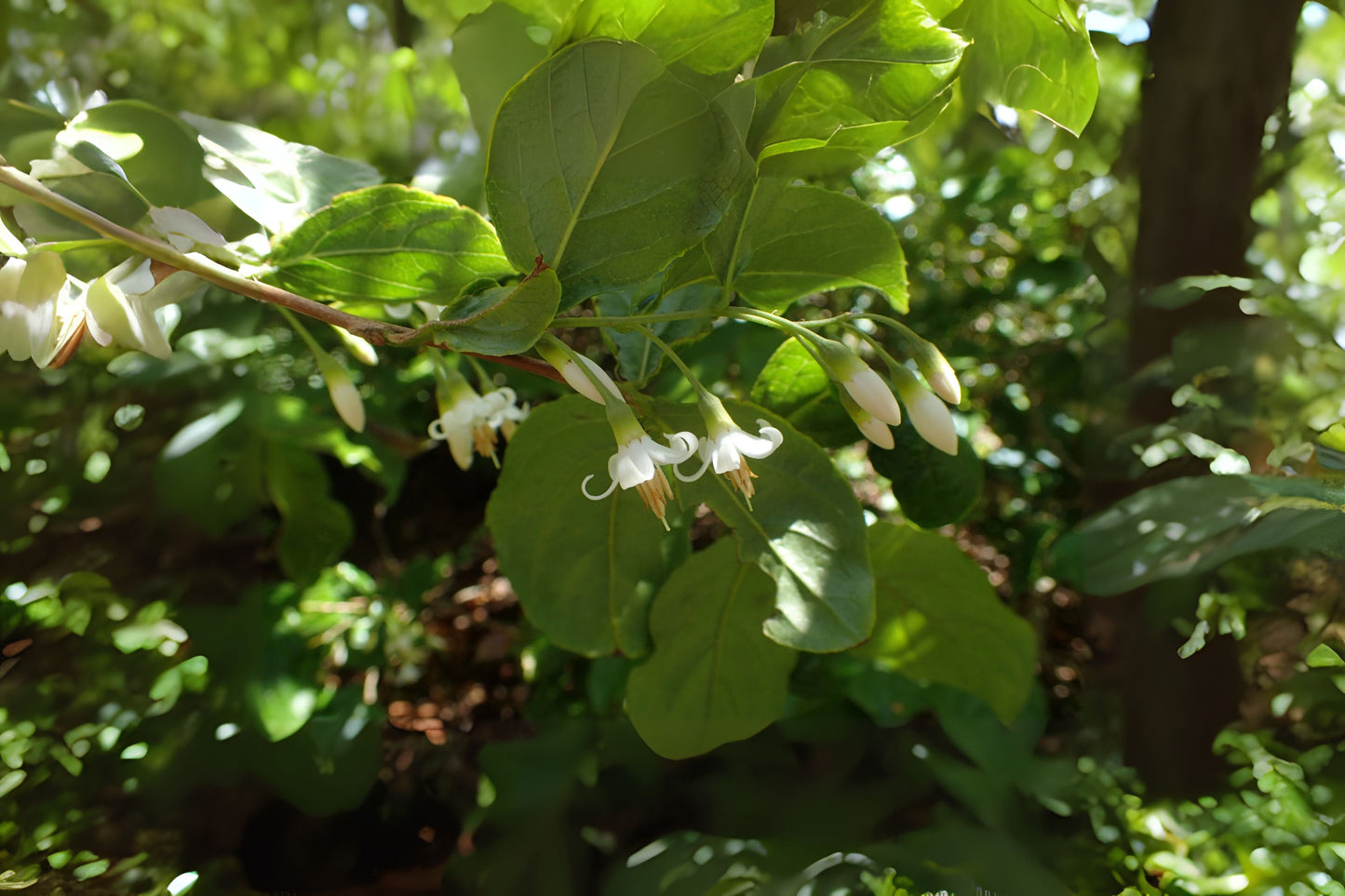 Chinese Snowbell (Styrax dasyanthus)