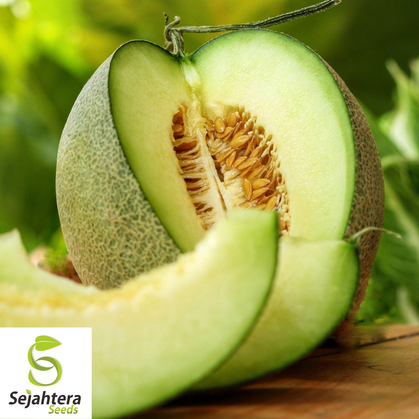 Honey Dew Green Flesh Cantaloupe Seeds 50+ | Sweet Melon NON-GMO USA
