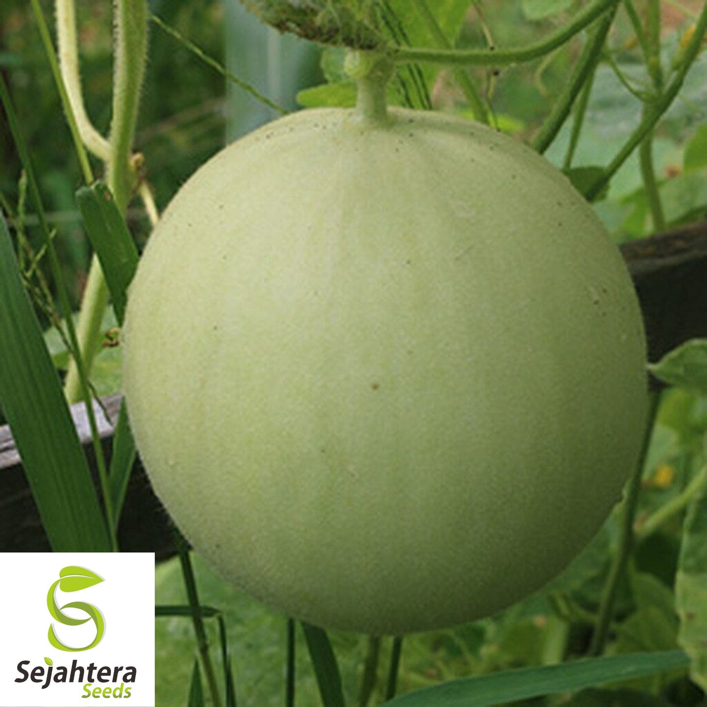 50+ Honey Dew Cantaloupe Seeds - Green Flesh Melon, Sweet Fruit, Non-GMO