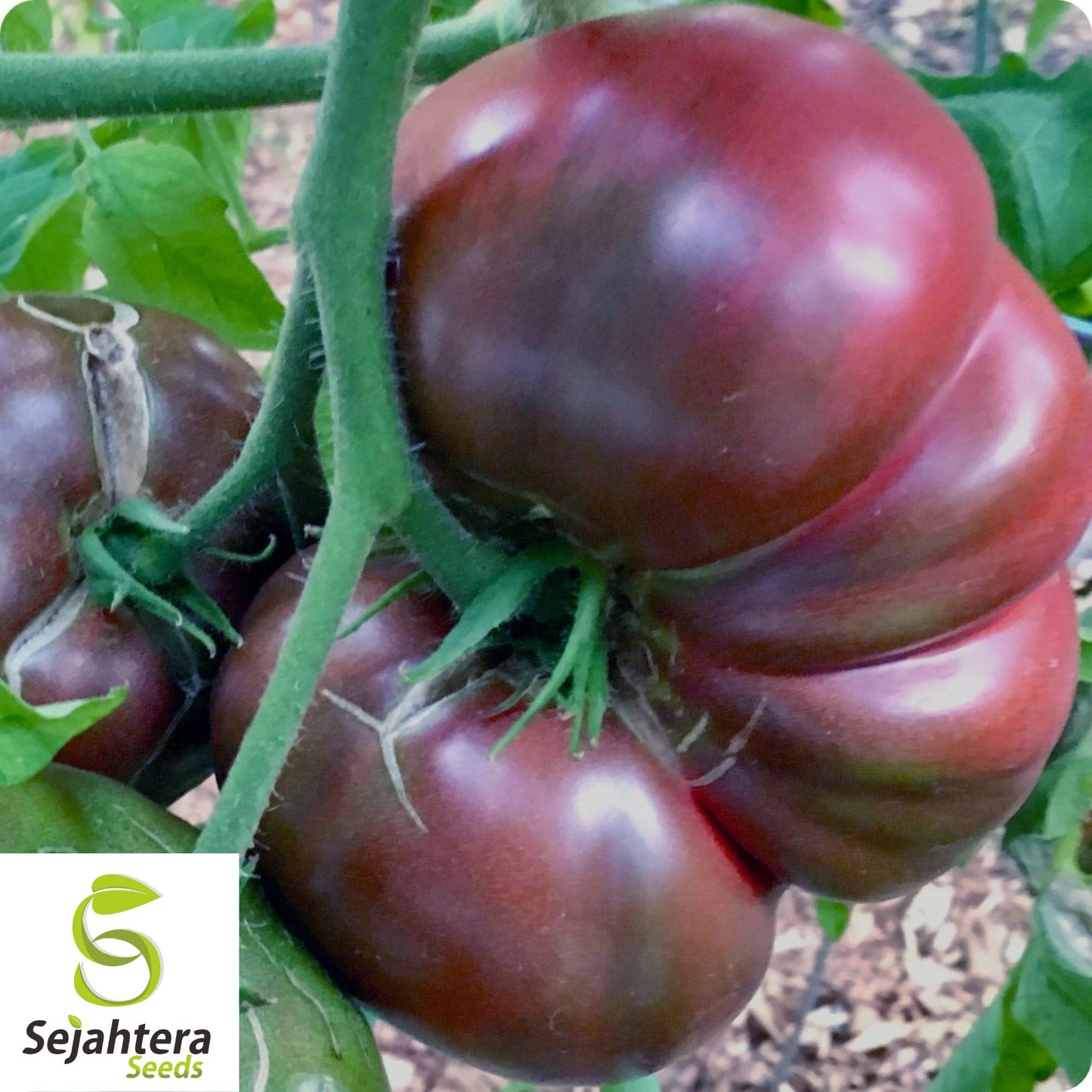30 Cherokee Purple Tomato Seeds - Non-GMO, Heirloom & Rich Flavor Variety