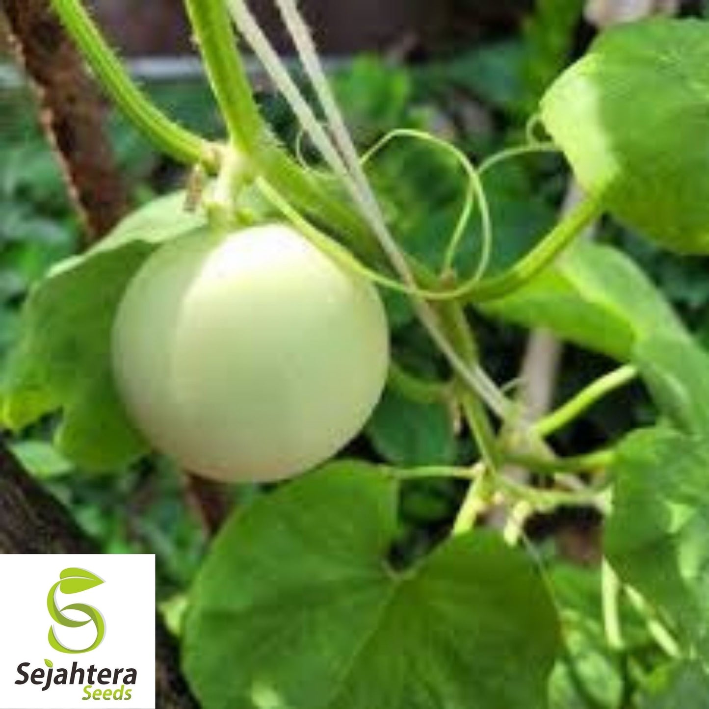 Honey Dew Green Flesh Cantaloupe Seeds 50+ | Sweet Melon NON-GMO USA