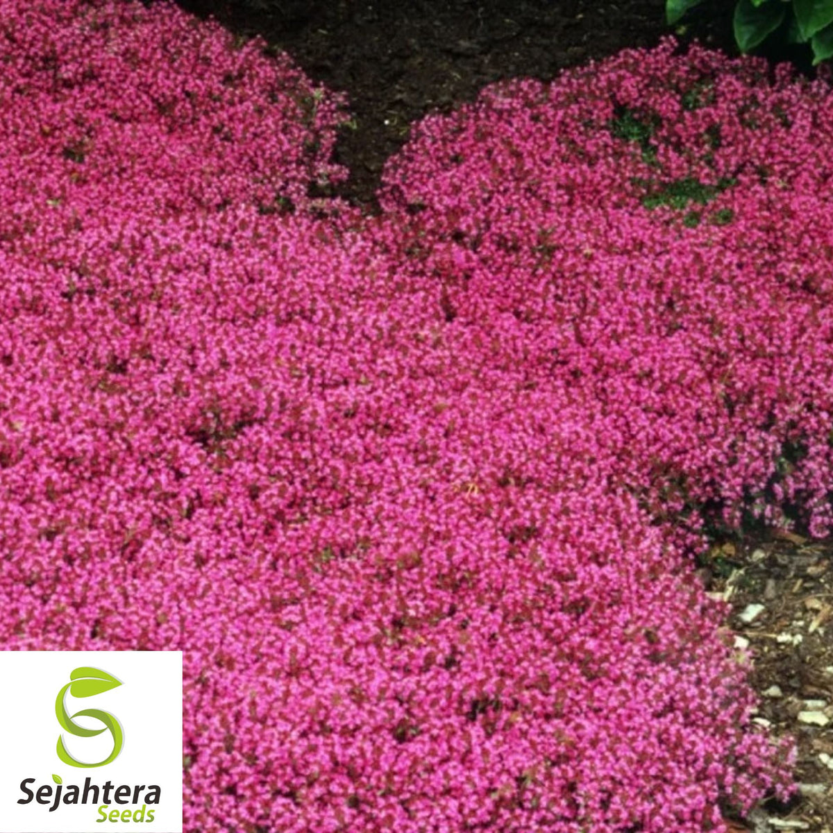 Red Creeping Thyme Seeds - 1000+ Non-GMO Groundcover - Drought-Tolerant