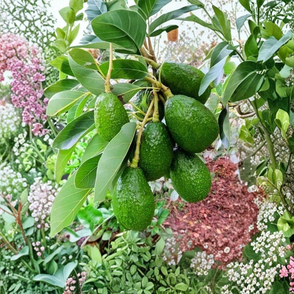 Hydroponic Avocado Seedling – Persea americana Live Plant 9–12 Inches Tall | Glass Jar Included Water-Grown | Unique Gift Plant | Ready to Plant or Display