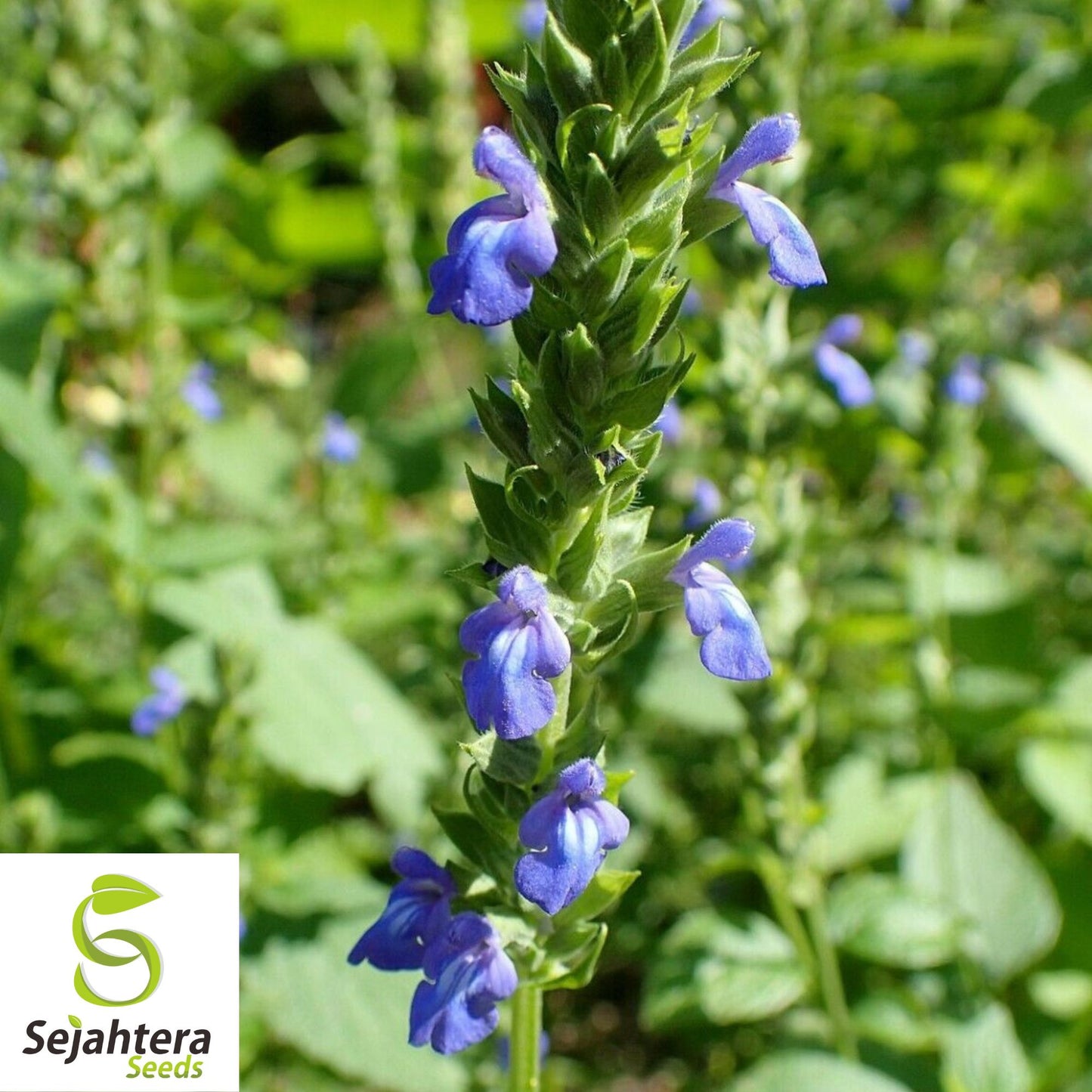 500 Chia Herb Seeds - Non-GMO, Nutrient-Rich & Versatile Superfood