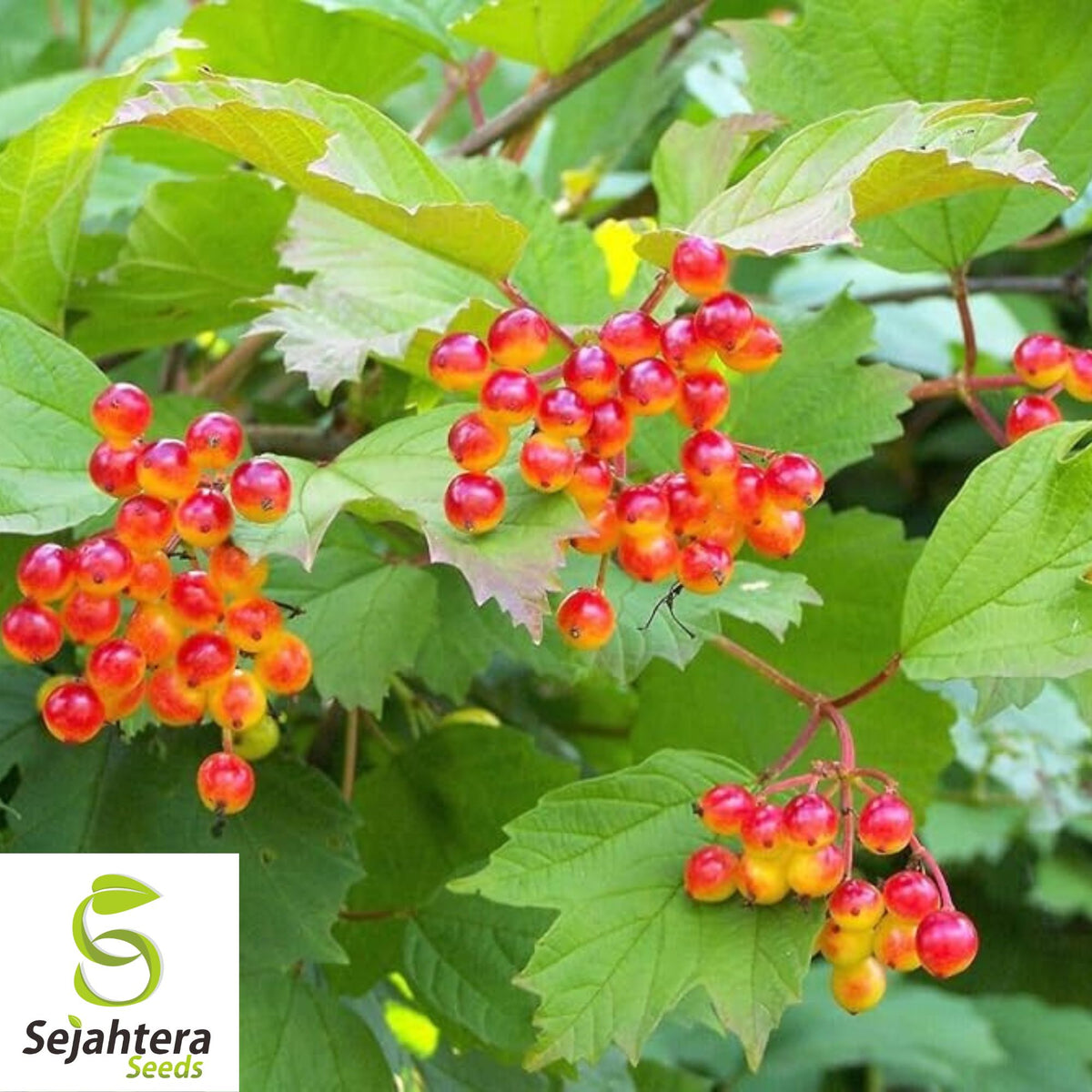 20+ Highbush Cranberry Seeds - Viburnum Trilobum, Edible Berries, Cold-Hardy
