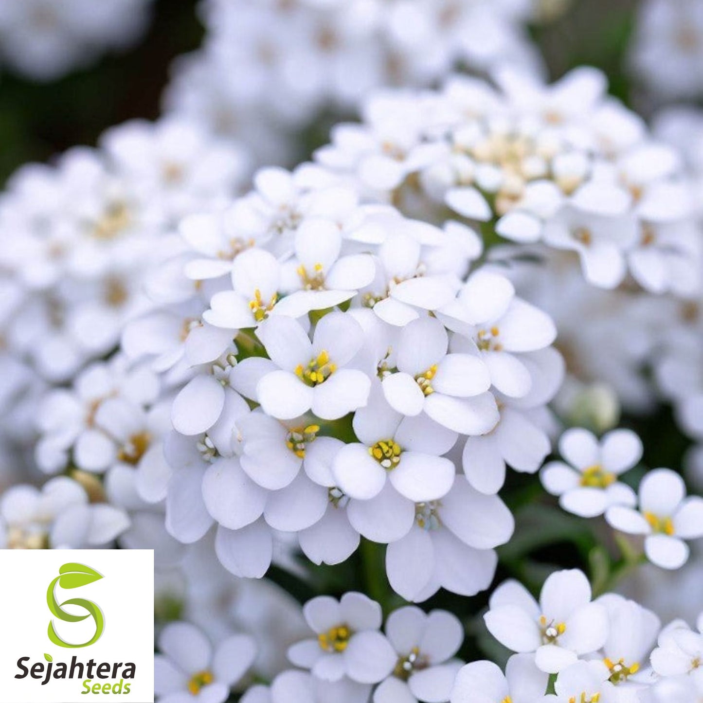 250+ Empress White Candytuft Seeds {Iberis amara} Medicinal Plant