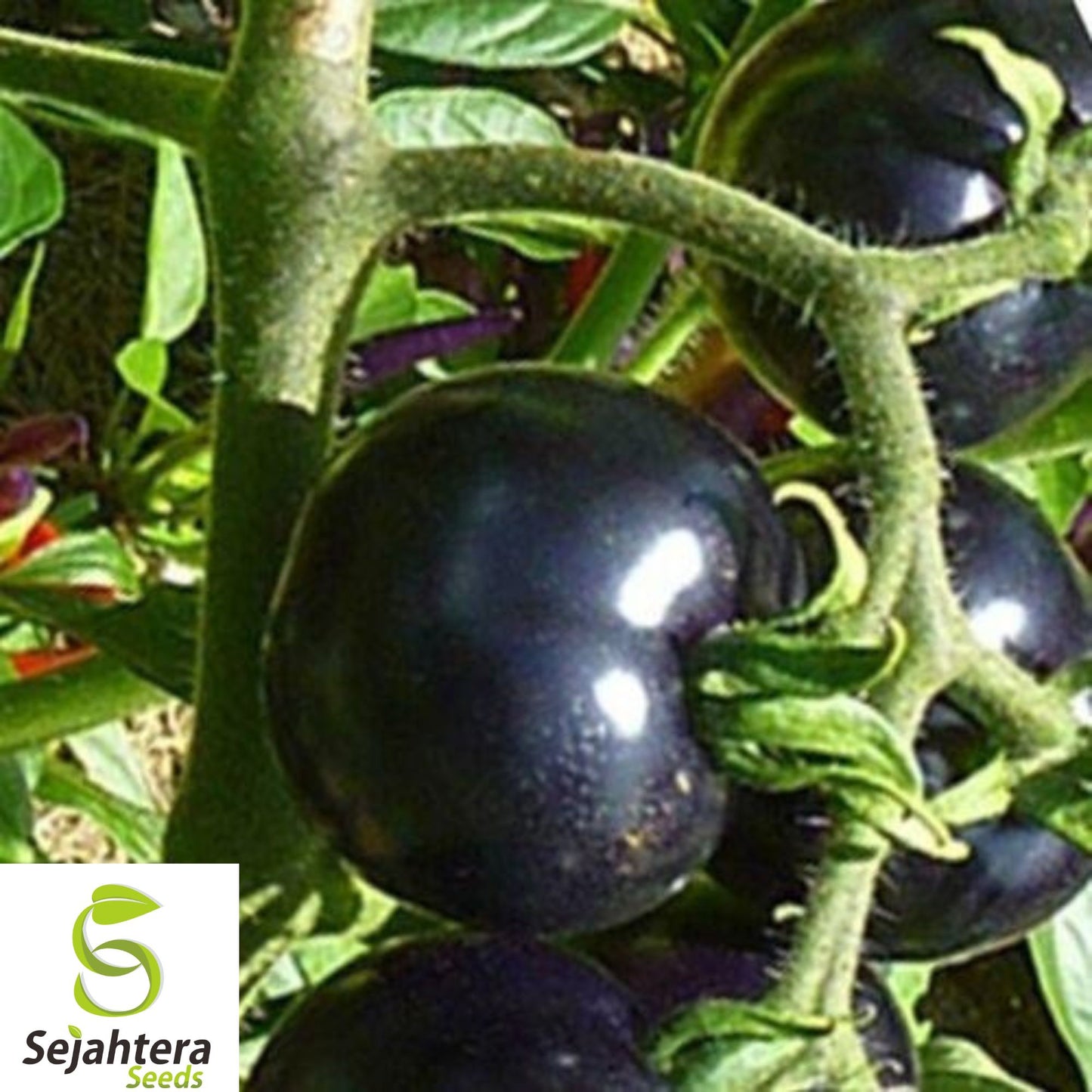 10+ Black Sea Man Tomato Seeds - Heirloom, Organic, Rare, Rich & Flavorful