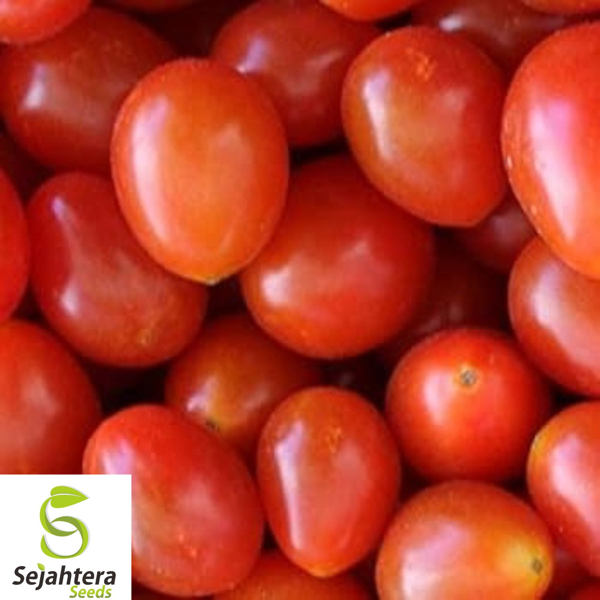 120+ Homestead Tomato Seeds – Heirloom, Non-GMO, Drought-Resistant & High-Yield